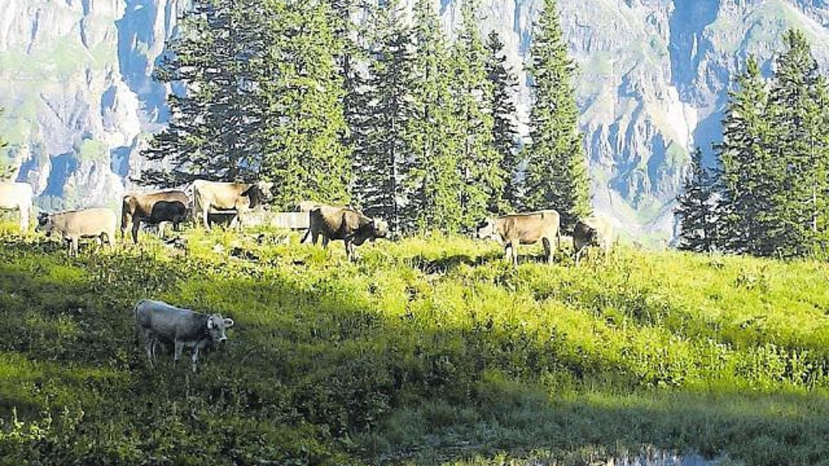 KANTON: BVD-Fälle: Labor hat kein «Täter-Rind» auf Urner Alpen gefunden
