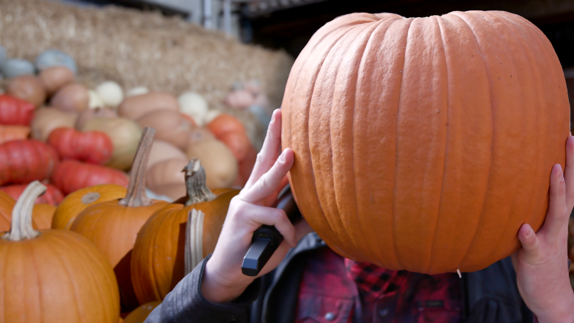 Kürbis-Tiramisu? Robino lernt im Video viele Neues über Kürbisse.