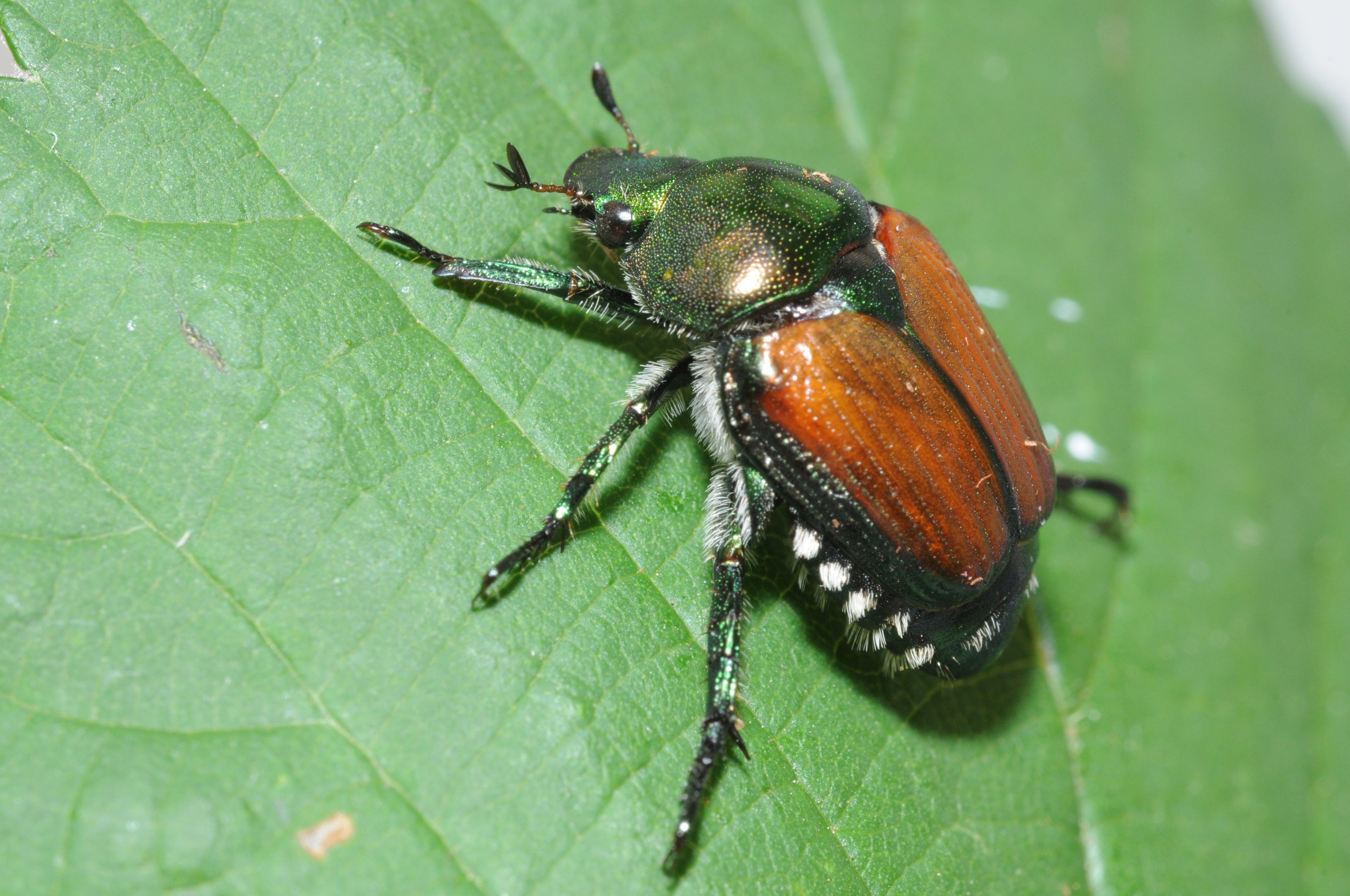 Ferne Gefährten deutsch-japanische Ferne Gefährten deutsch-japanische - メルカリ