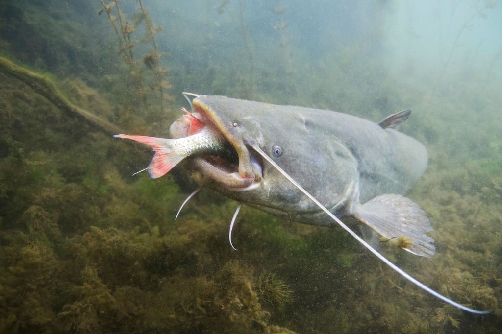«Die bevorzugte Option der Fische ist immer die Flucht»: Ein Fachmann über das Risiko von Welsangriffen im Bodensee