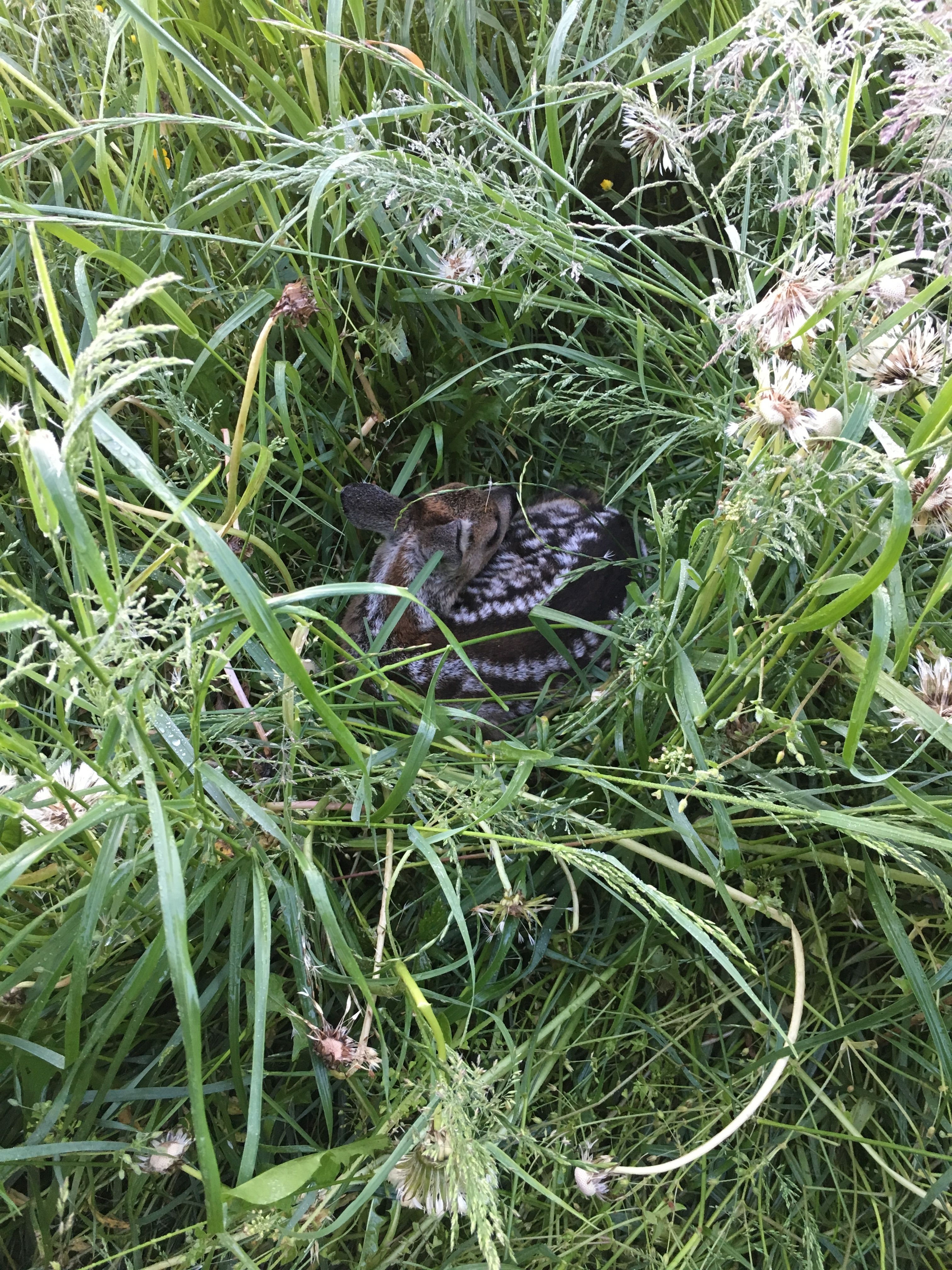 Niederb-ren-30-Eins-tze-und-240-Stunden-f-r-die-Rehkitzrettung-Uzwil-Gesuch-f-r-Rodung-bei-Gillbr-cke-Unf-lle-in-Flawil-und-Kirchberg