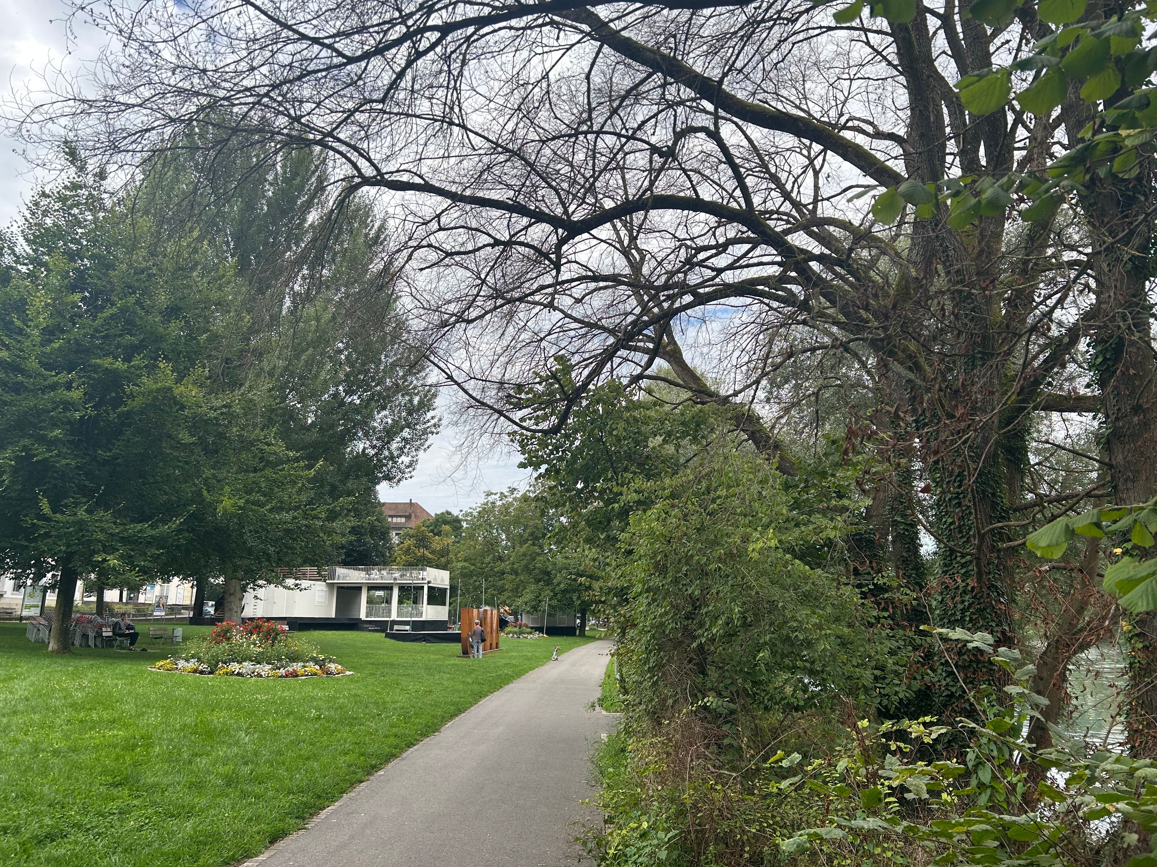 Bei-der-Schwanbar-am-Philosophenweg-sterben-die-Ulmen-weg-ihr-Tod-wird-nicht-umsonst-sein