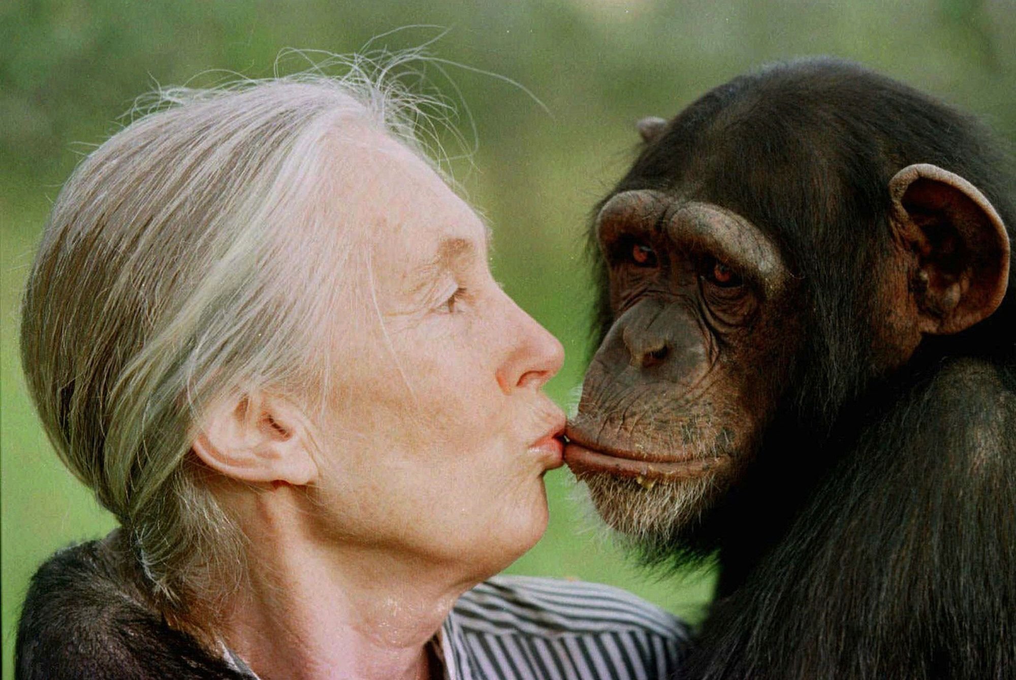 Chimpanzee researcher Jane Goodall has died