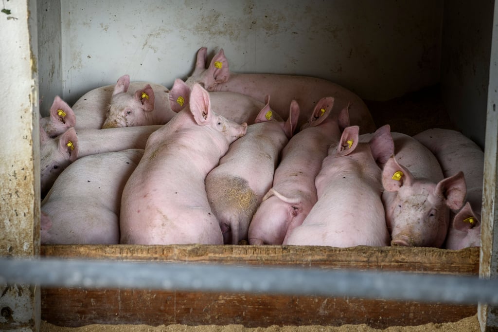 Kot, Hunger, Chaos: Diese fünf Tierschutzfälle erschütterten die Ostschweiz