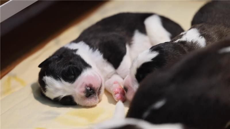 J-Alarm-Elf-Bernhardinerwelpen-im-Barryland-zur-Welt-gekommen