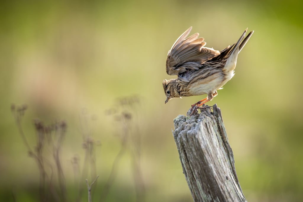 Erstmals seit 42 Jahren werden seltene Brutvögel in der Ostschweiz gezählt – Freiwillige helfen der Wissenschaft