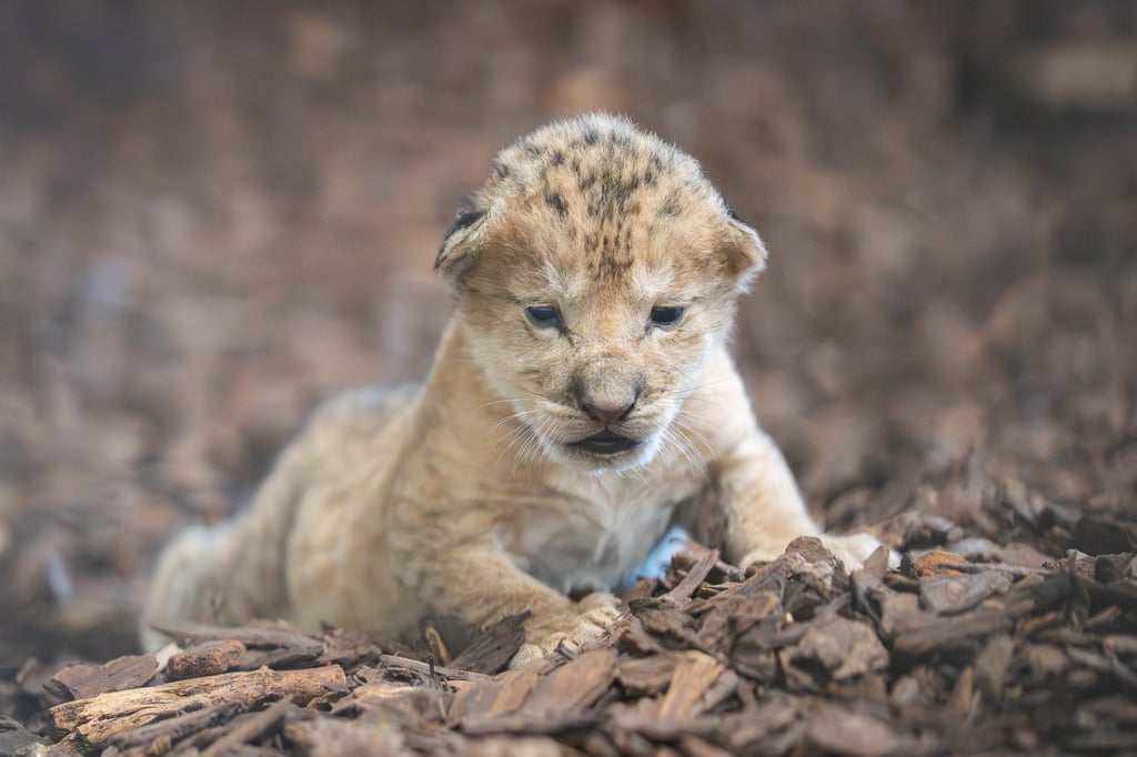 «Die Tiere sind nicht mehr auf den Menschen geprägt»: Warum das verstorbene Löwenbaby nicht gerettet werden konnte