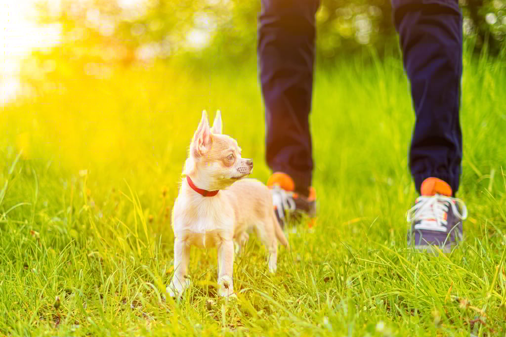 Gebell bis ans Bundesgericht: Renitenter Jogger beschimpft Chihuahua-Besitzer