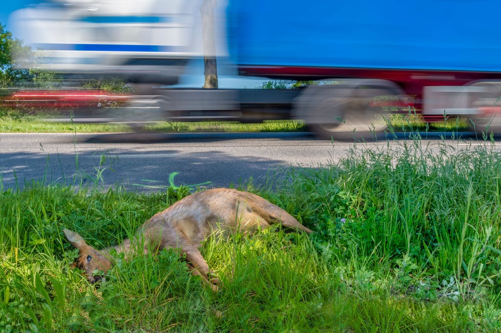 Mehr als 600 Rehe und 400 Füchse starben 2024 auf der Strasse: Im Kanton Thurgau ereignen sich überdurchschnittlich viele Wildunfälle