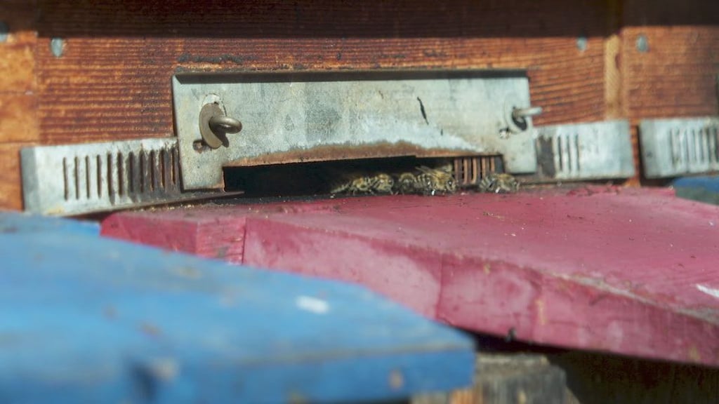 Falscher Honig: Ostschweizer Imker zum gestreckten Honig aus dem Ausland