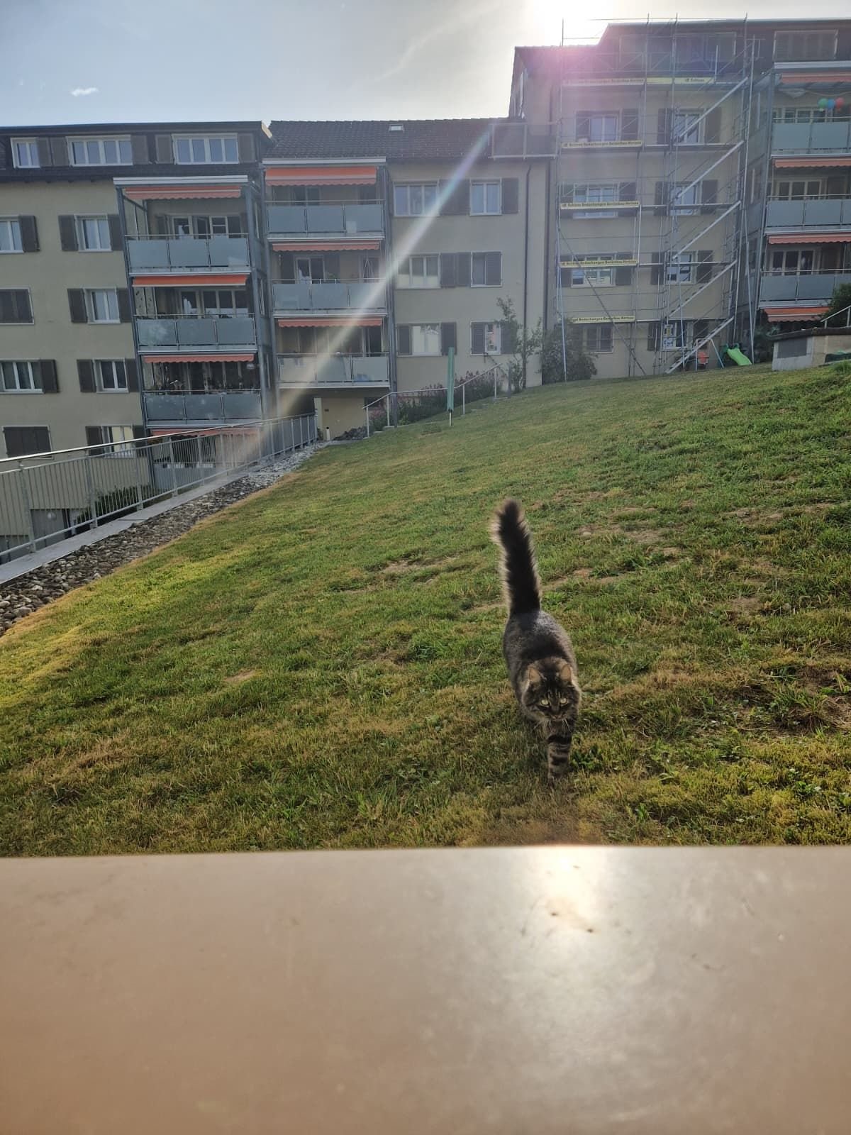 Gegen-unkontrollierte-Vermehrung-In-Stein-findet-der-erste-Appenzeller-Kastrationstag-f-r-Katzen-statt