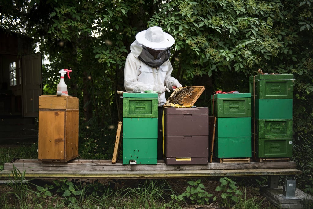 «Wer nicht zahlen will, muss auch keine Qualität erwarten»: So reagieren Ostschweizer Imker auf gepanschten Billig-Honig aus dem Ausland