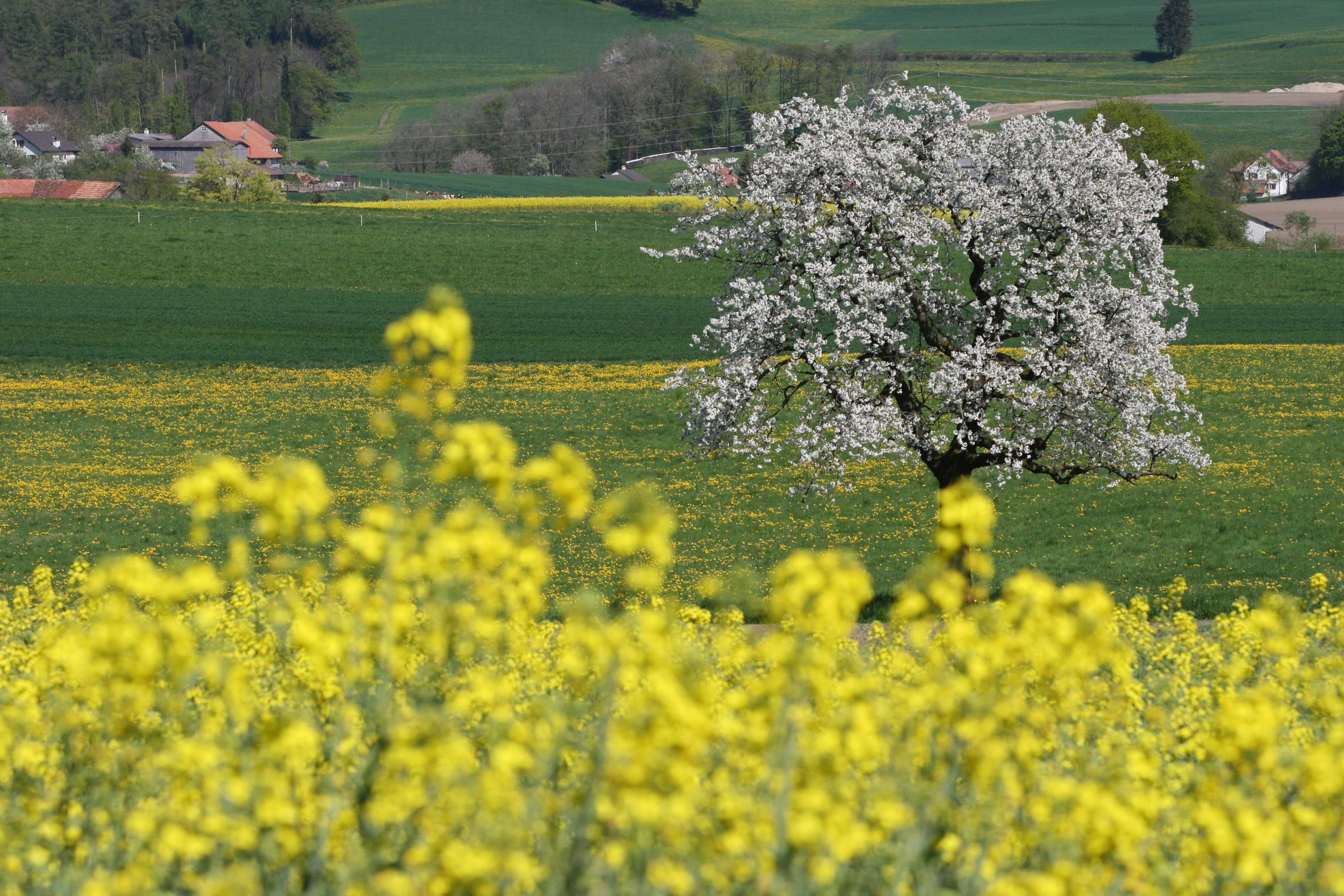 Mosttr-pfli-Der-Preis-der-Sch-nheit