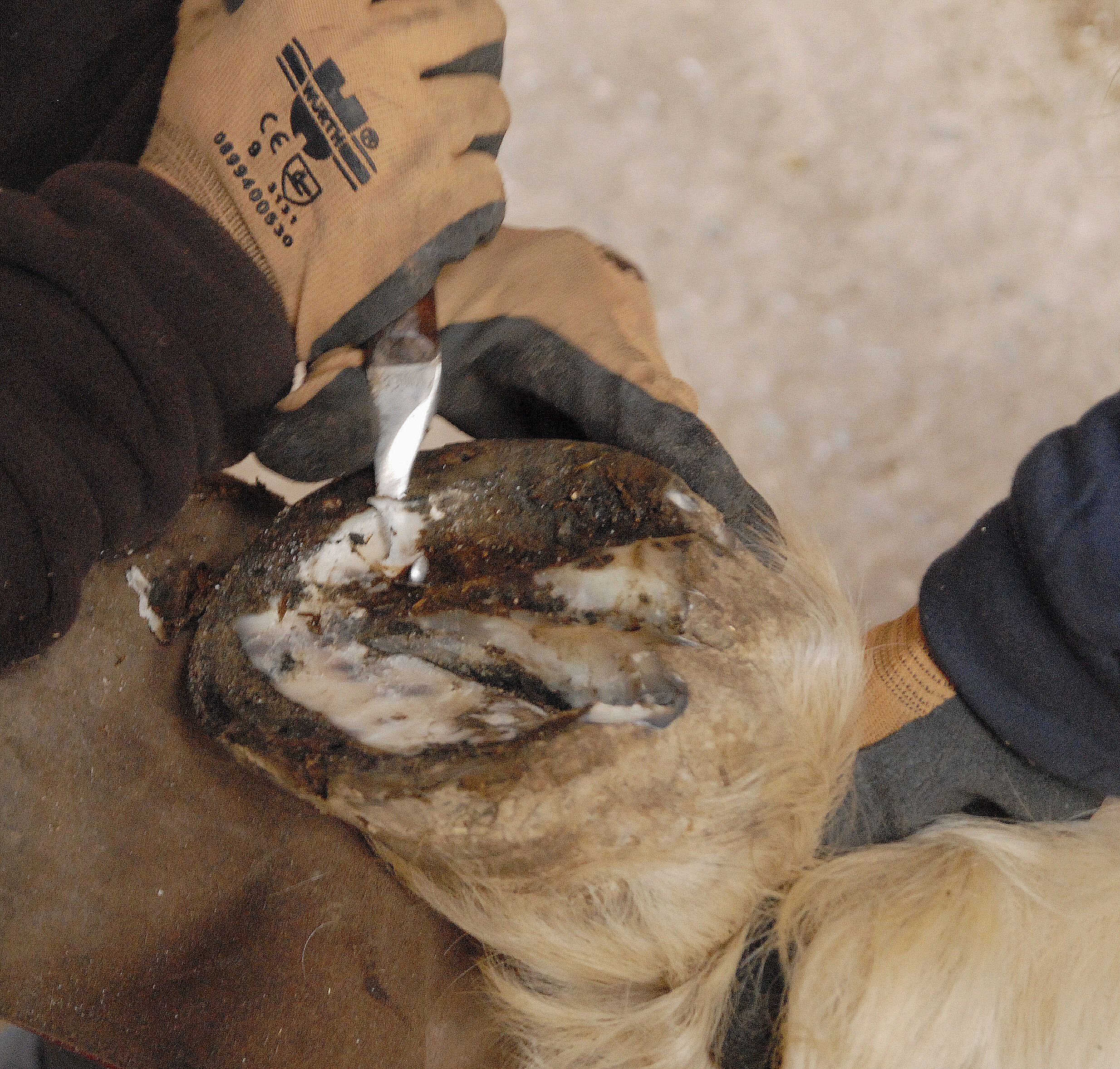 Gericht-in-Vorarlberg-verurteilt-Oberthurgauer-Pferdehorterin-sie-schw-nzt-die-Verhandlung