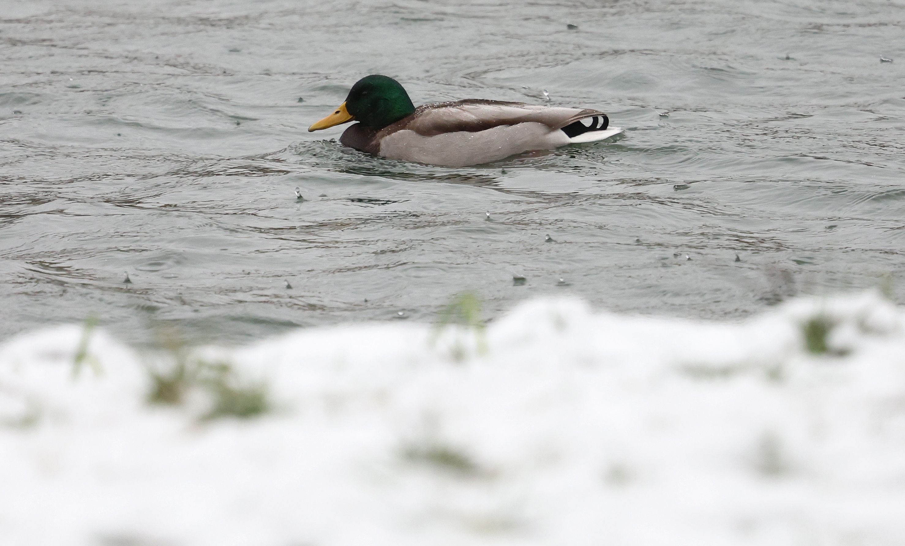 Avian influenza: City of Wil declared a surveillance zone