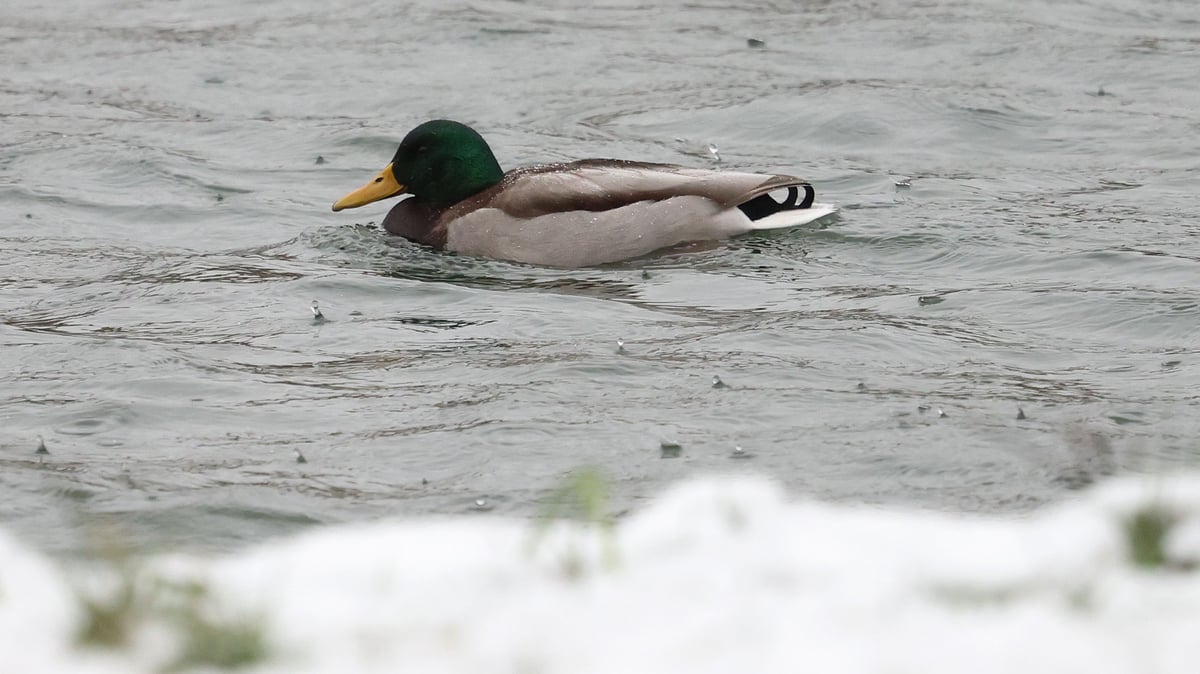 Avian influenza: City of Wil declared a surveillance zone