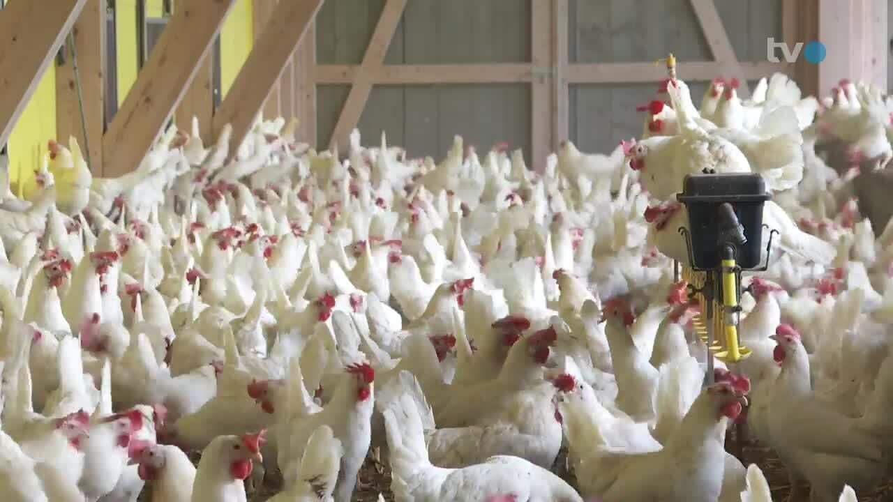 Avian flu in Eastern Switzerland: This is the situation