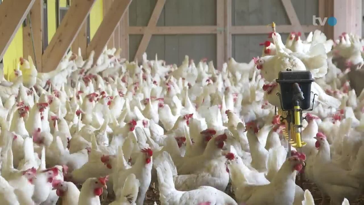 Avian flu in Eastern Switzerland: This is the situation