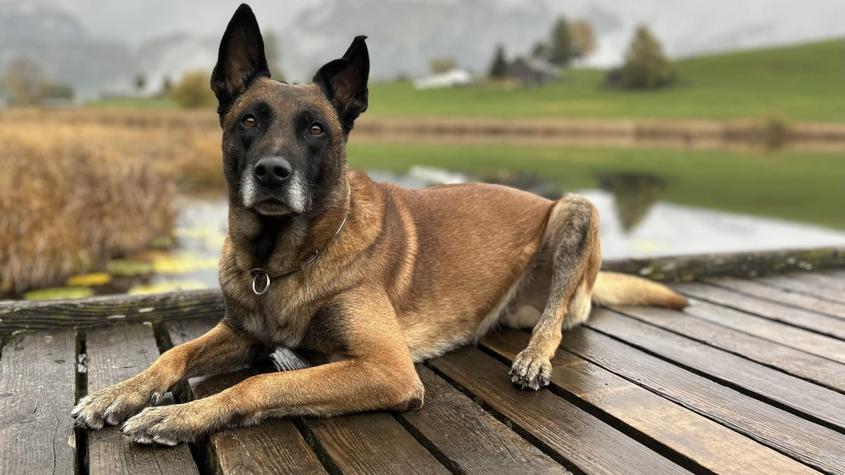 Kreuzlingen: Polizeihund beisst bei Festnahme