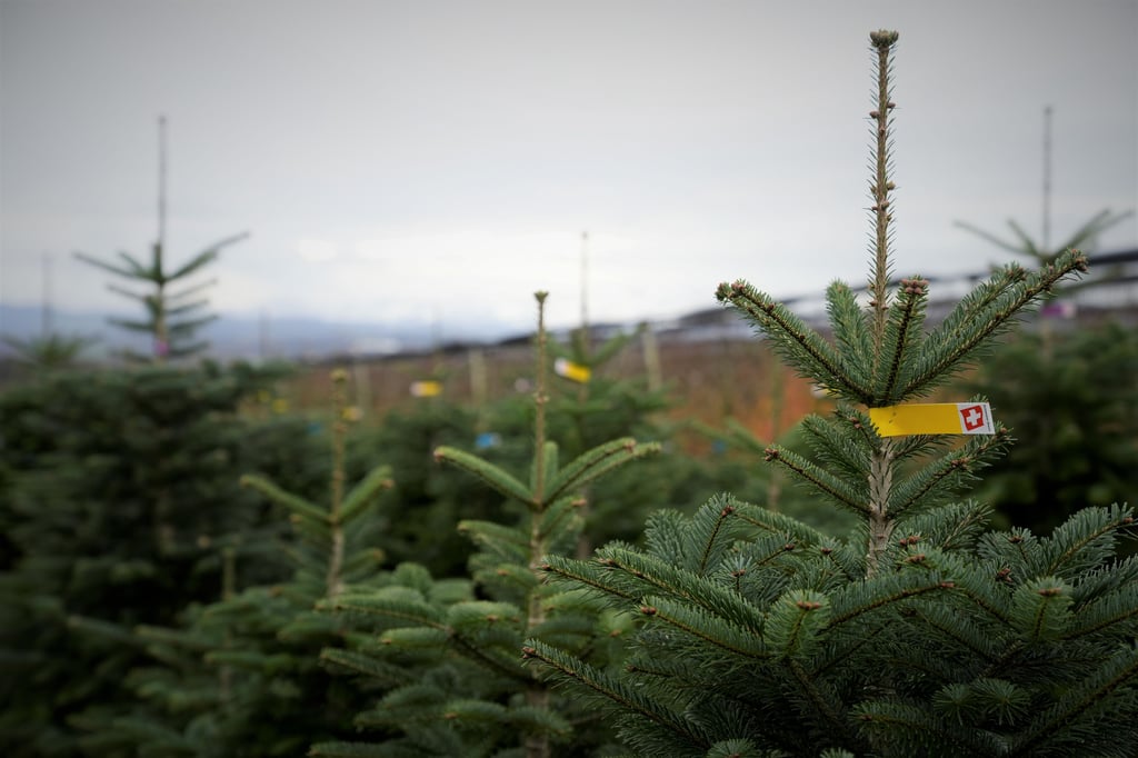 «Manche kaufen vor Weihnachten einen zweiten Baum» – Ostschweizer Christbaumverkäufer starten immer früher in die Saison