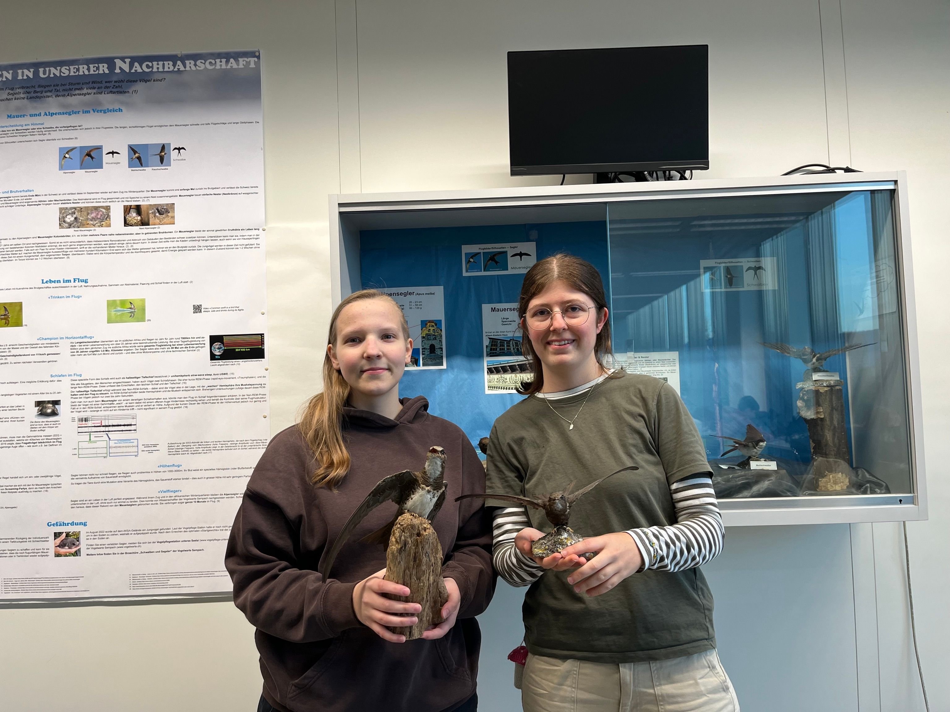 Maturaarbeit-zeigt-So-viele-Mauer-und-Alpensegler-br-ten-in-Aarau-tats-chlich