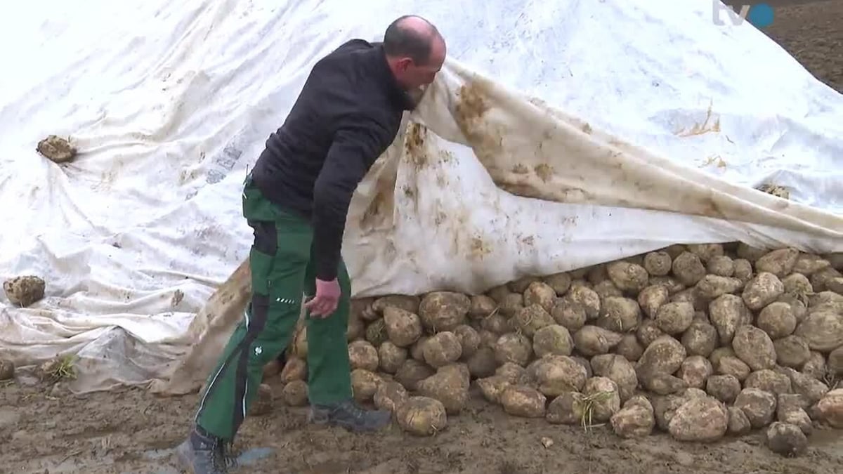 Frauenfeld sugar factory stands still: 400,000 tons of beets remain in the ...