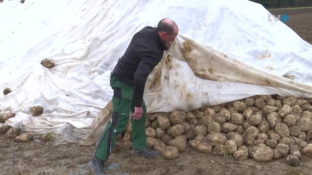 Zuckerfabrik in Frauenfeld steht still: 400'000 Tonnen Ostschweizer Rüben bleiben auf dem Feld