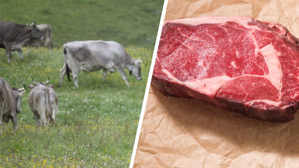 Now also an elevated PFAS sample in Appenzell Innerrhoden: Farm must ...