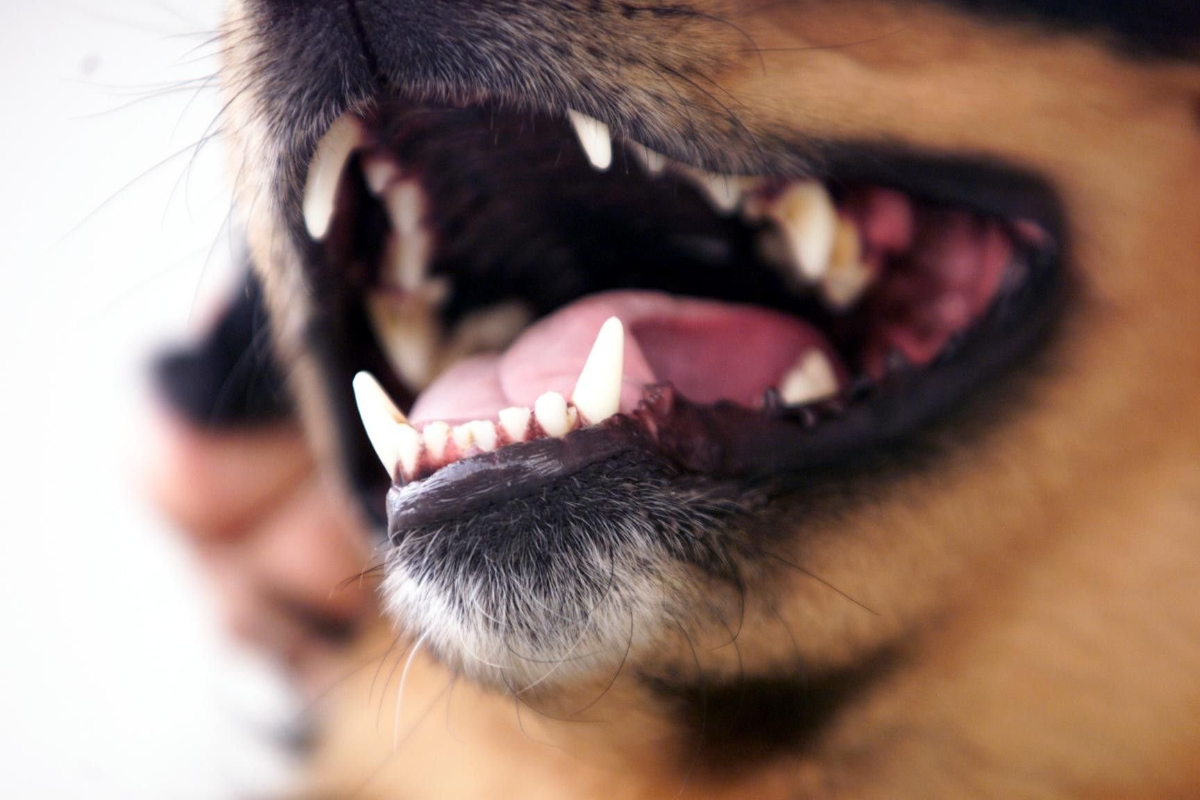 Ohrfeigen-auf-dem-Fussballplatz-Billigschnaps-und-ein-wildes-Hundequartett