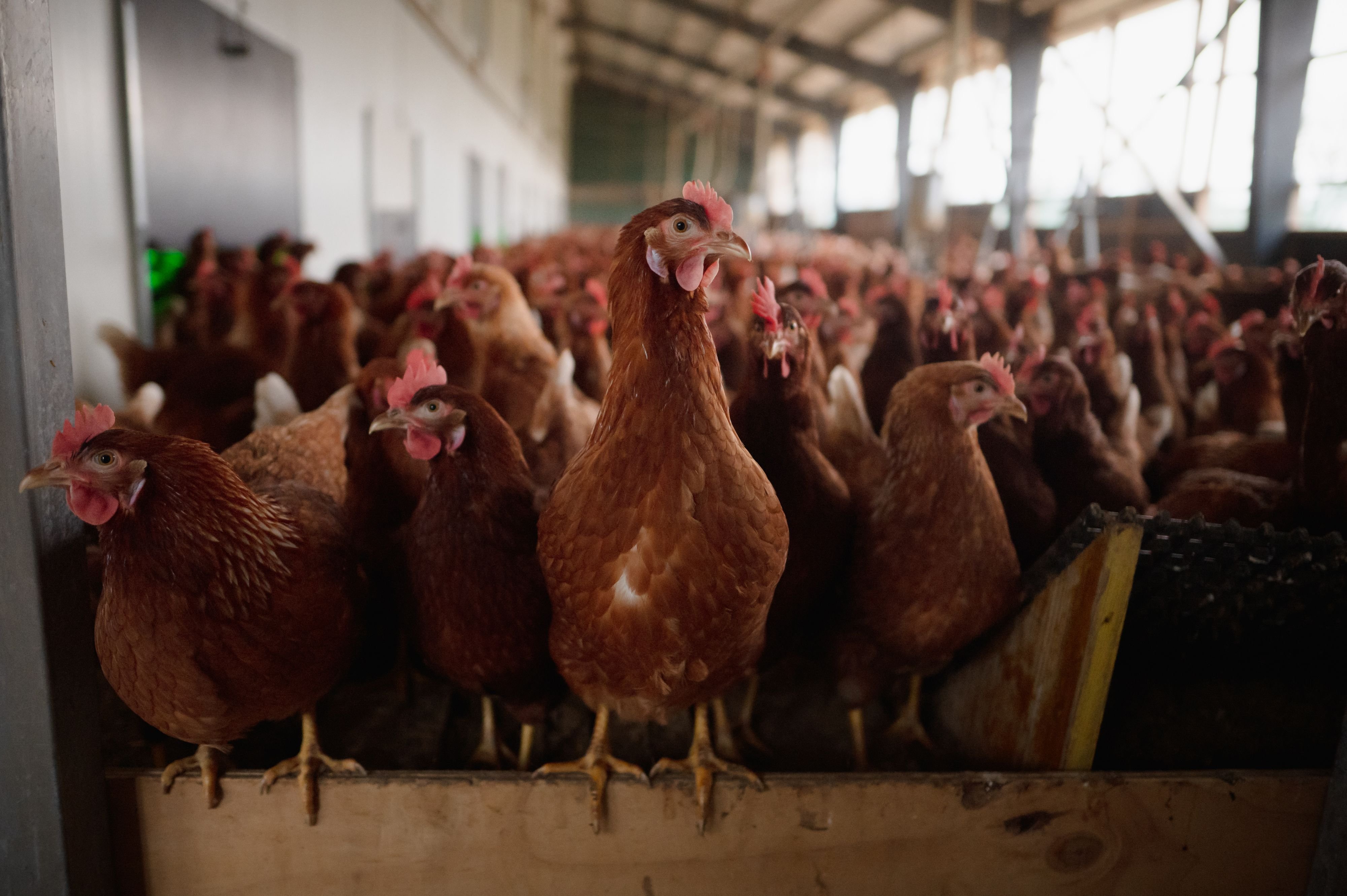 Vogelgrippe-Zonen-in-St-Gallen-und-im-Thurgau-aufgehoben