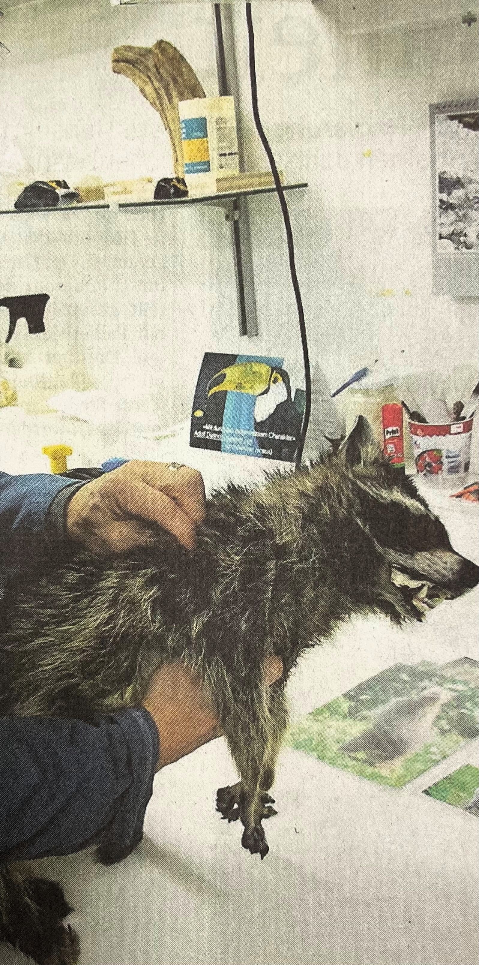 Damals-im-Toggenburg-Der-Acker-Wildhaus-er-ffnet-sein-Schwimmbad-und-der-erste-Waschb-r-im-Toggenburg-wird-nachgewiesen