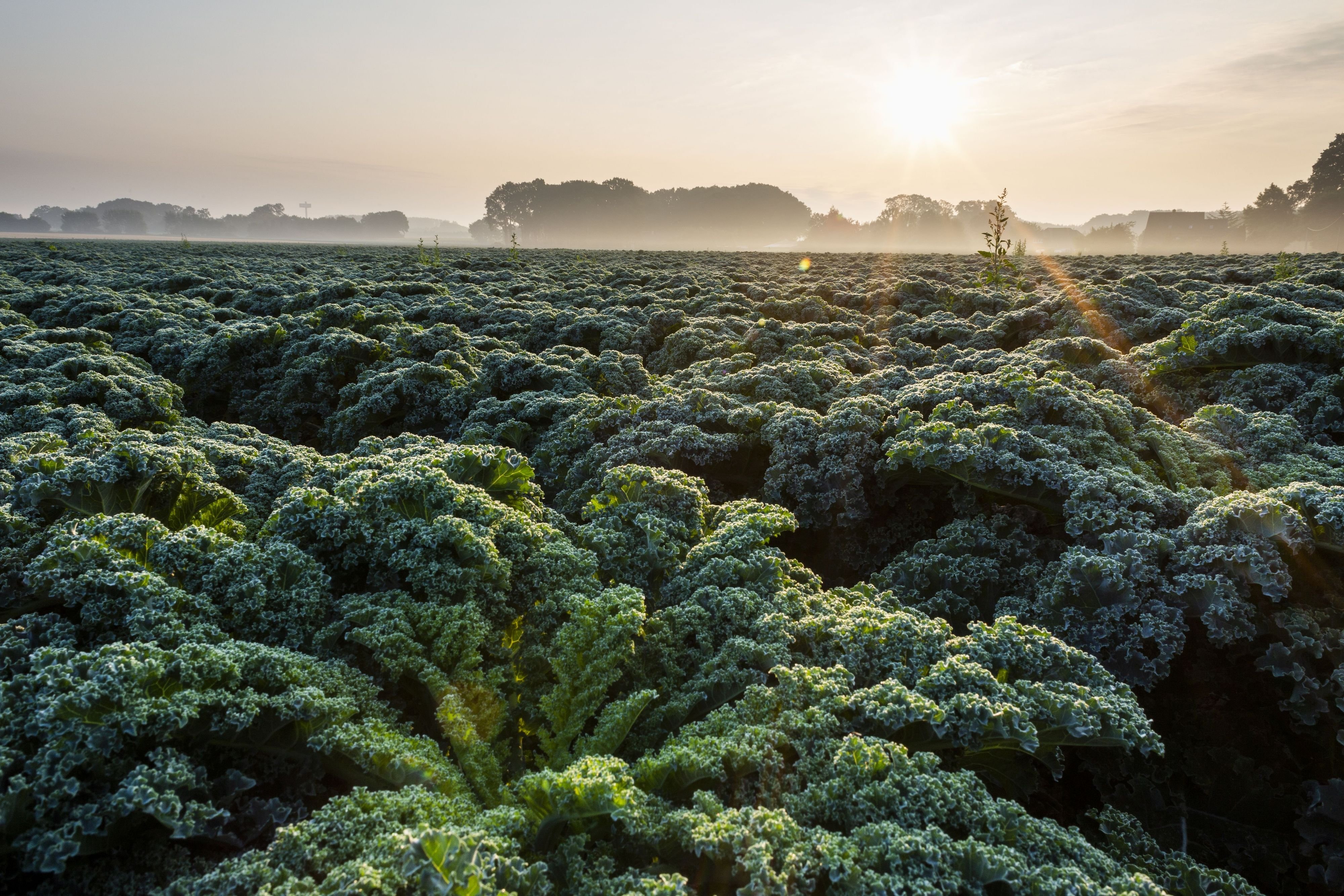 Vom-Gr-nkohl-Bier-bis-zum-Gr-nkohl-Pralin-alles-im-gr-nen-Bereich-in-Norddeutschland