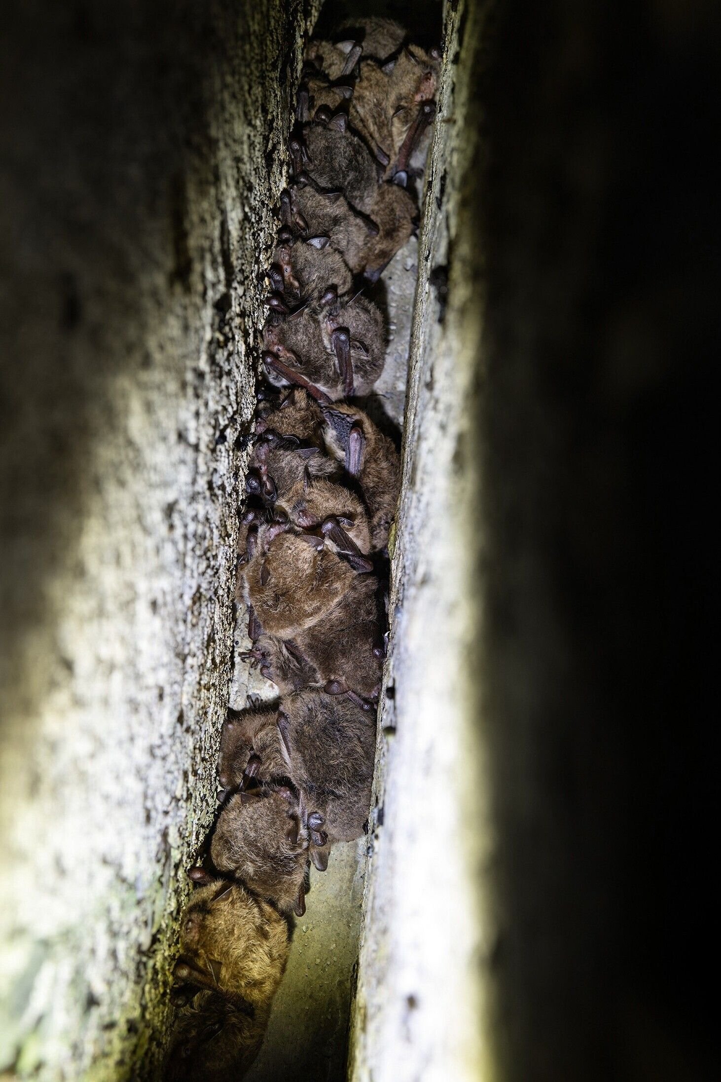 Unter-der-Badh-tte-Brandruine-sind-Flederm-use-zuhause-beim-Wiederaufbau-wird-auf-sie-geachtet