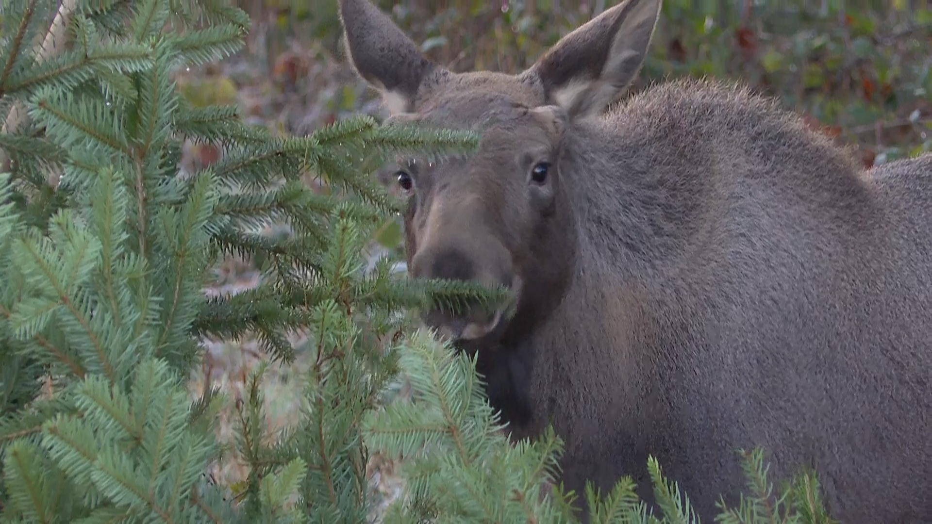 Weihnachtlicher-Leckerbissen-f-r-den-Baby-Elch-im-Wildnispark-Z-rich