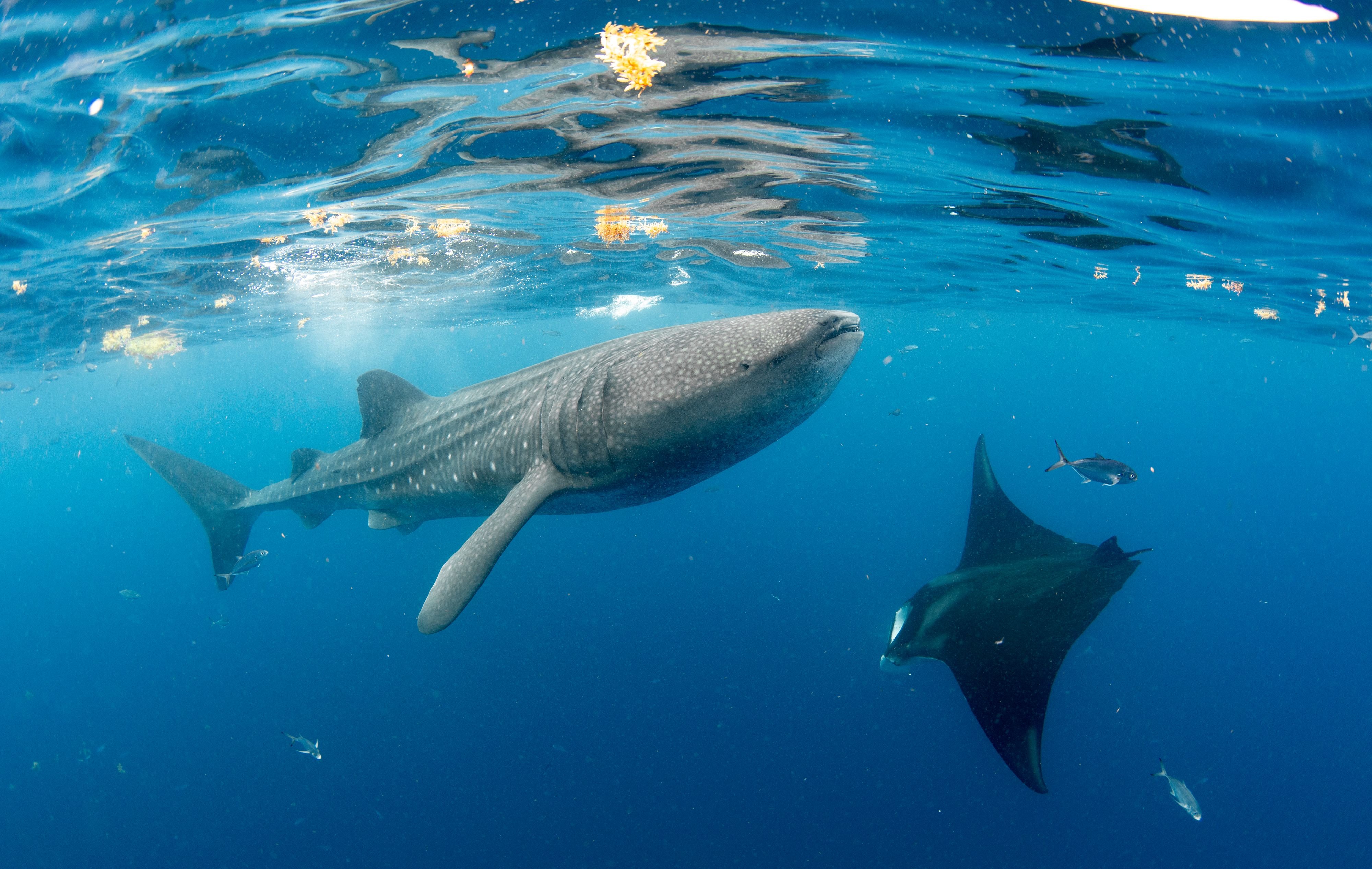 Warum-alte-Haiarten-weniger-h-ufig-aussterben-als-junge