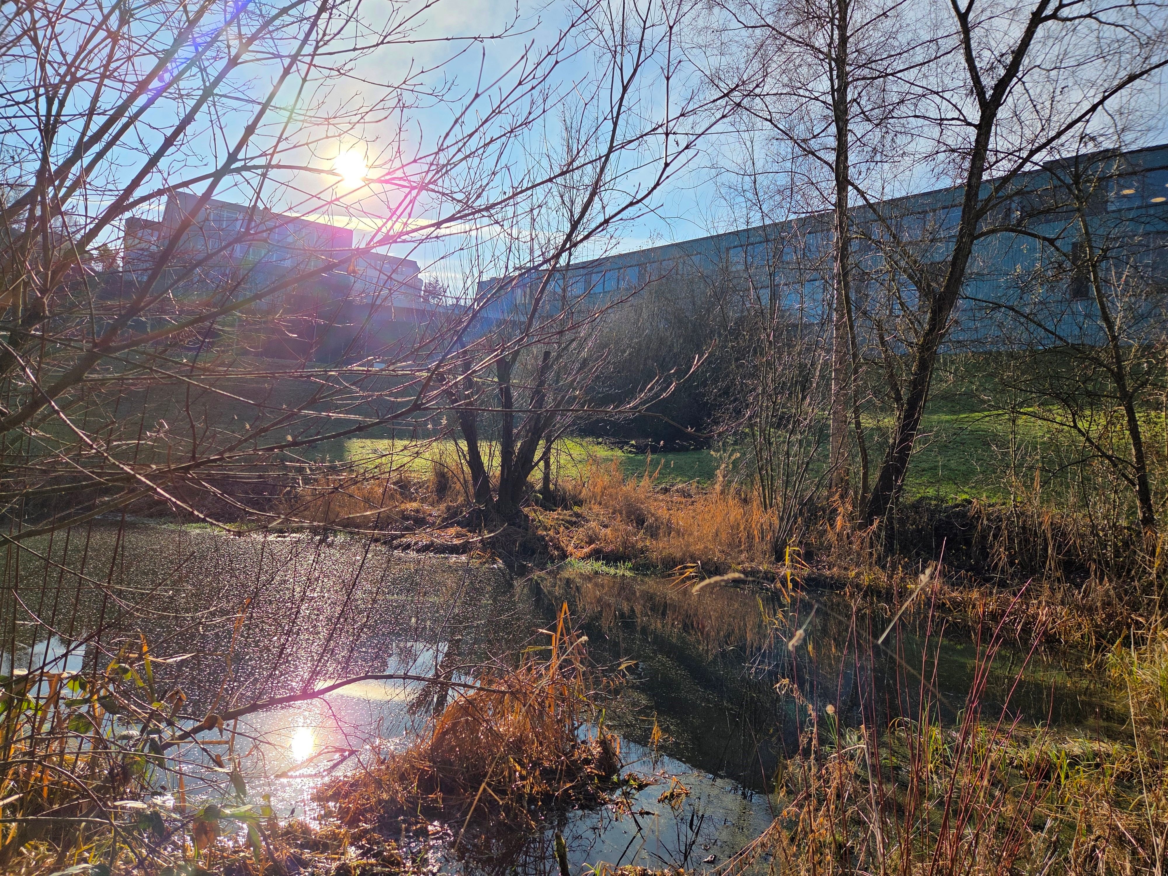 Der-Flawiler-B-chi-Weiher-und-der-Kampf-gegen-die-Verbuschung