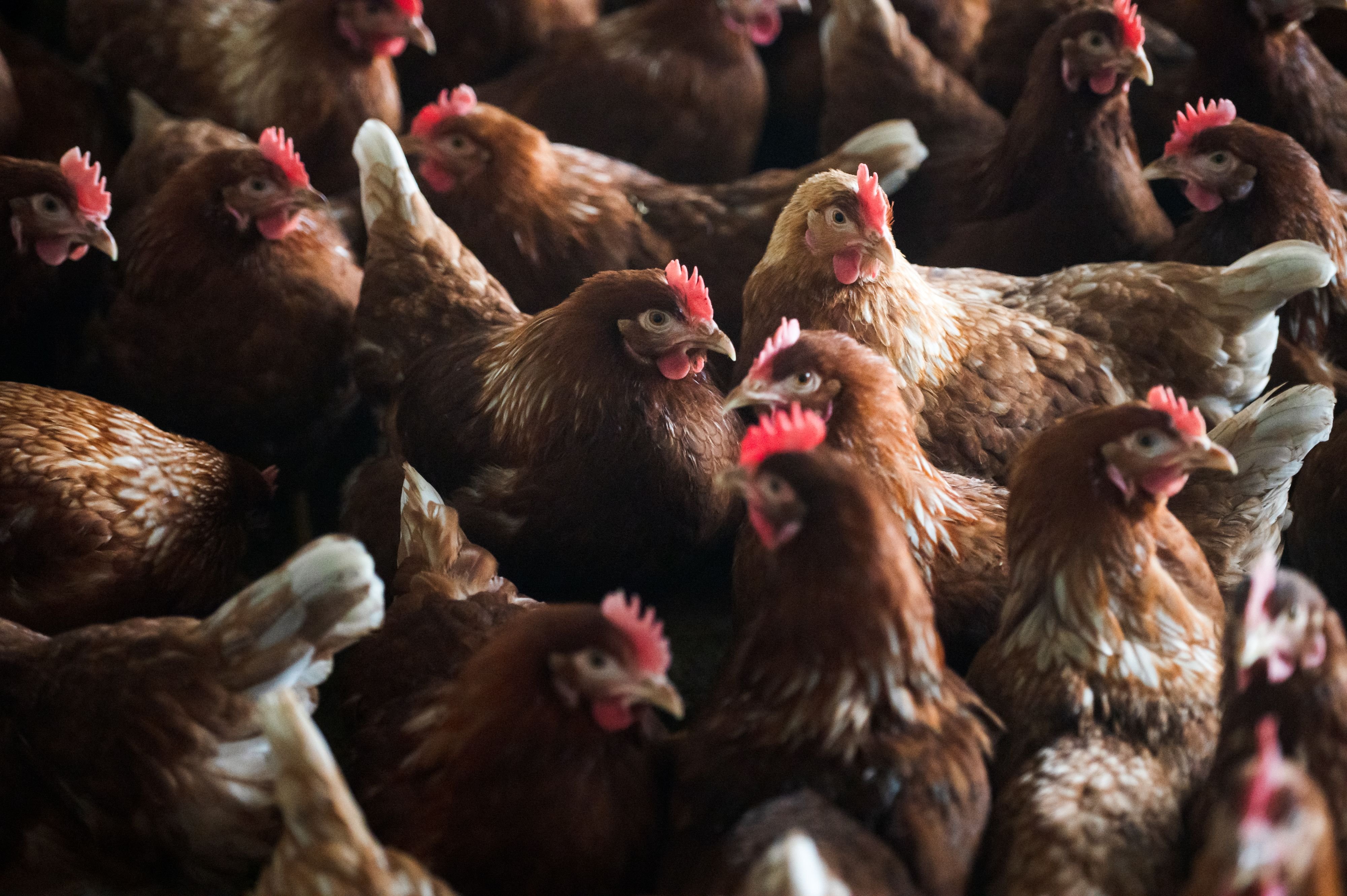 1600-H-hner-mussten-bei-St-Gallen-ganze-Nacht-auf-Schlachtung-warten-Disponent-wird-geb-sst