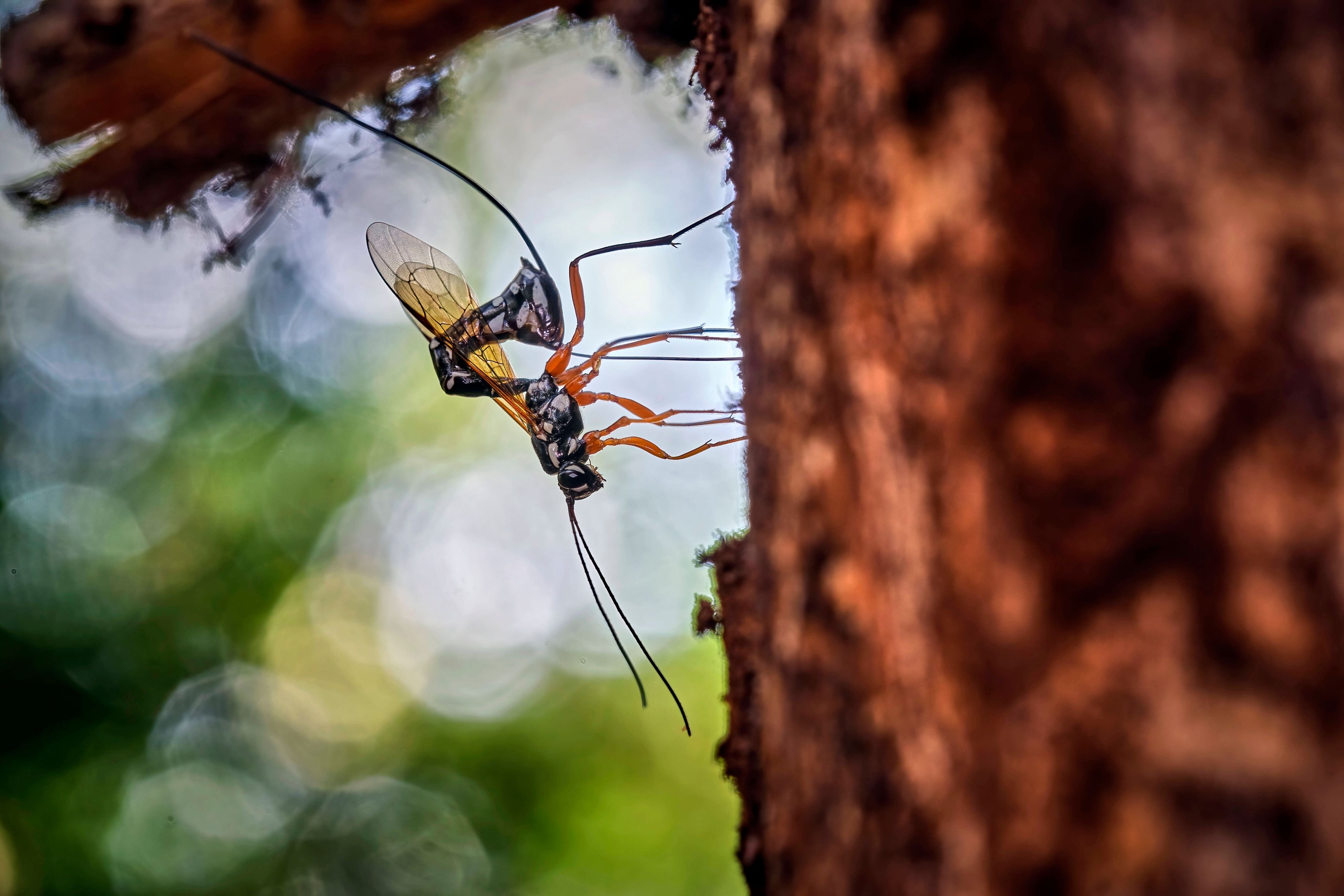 Warum-Schlupfwespen-so-wichtig-sind