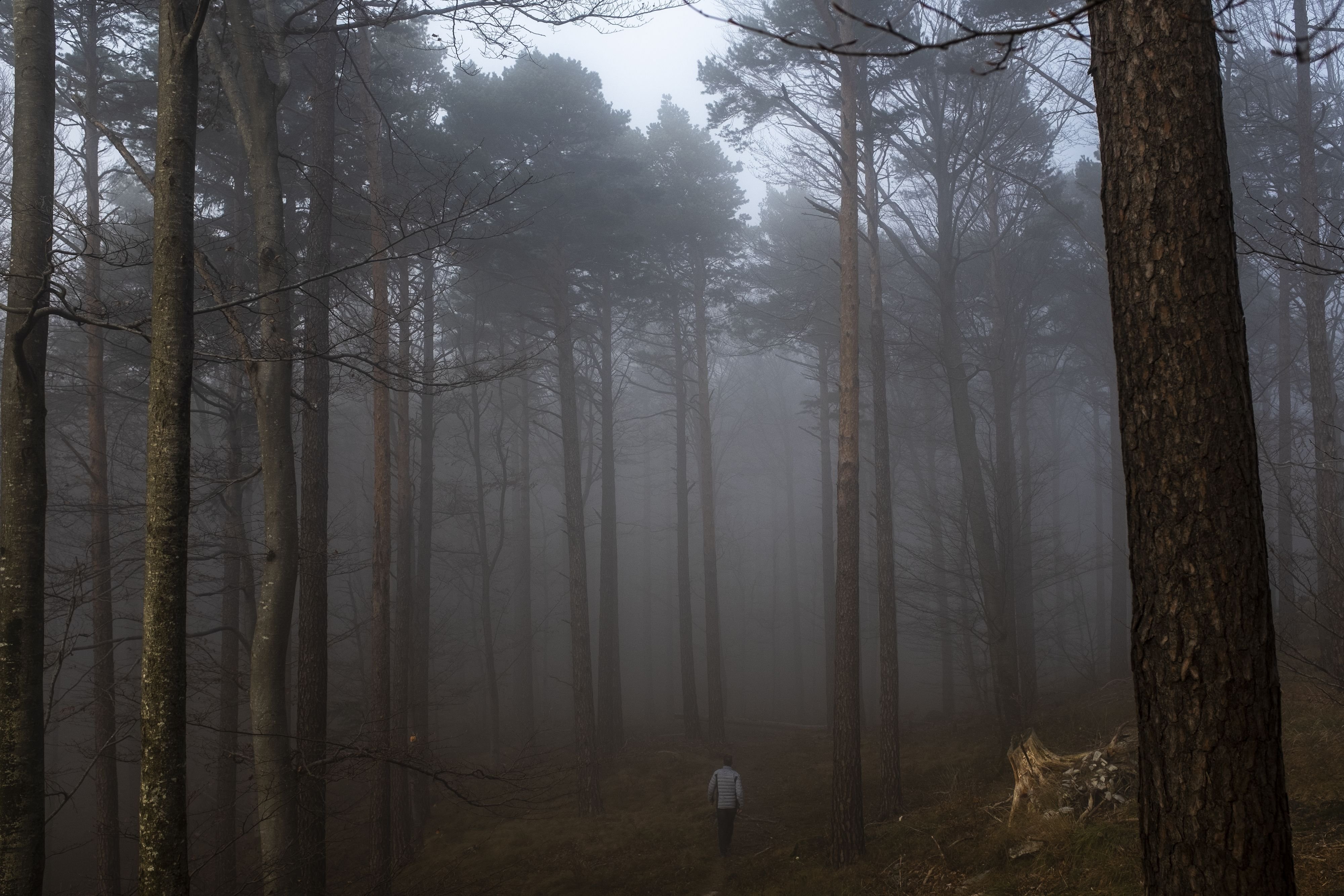Im-Niederg-sger-Wald-bel-stigt-ein-Mann-mehrere-Frauen-trotzdem-ist-er-weiterhin-auf-freiem-Fuss