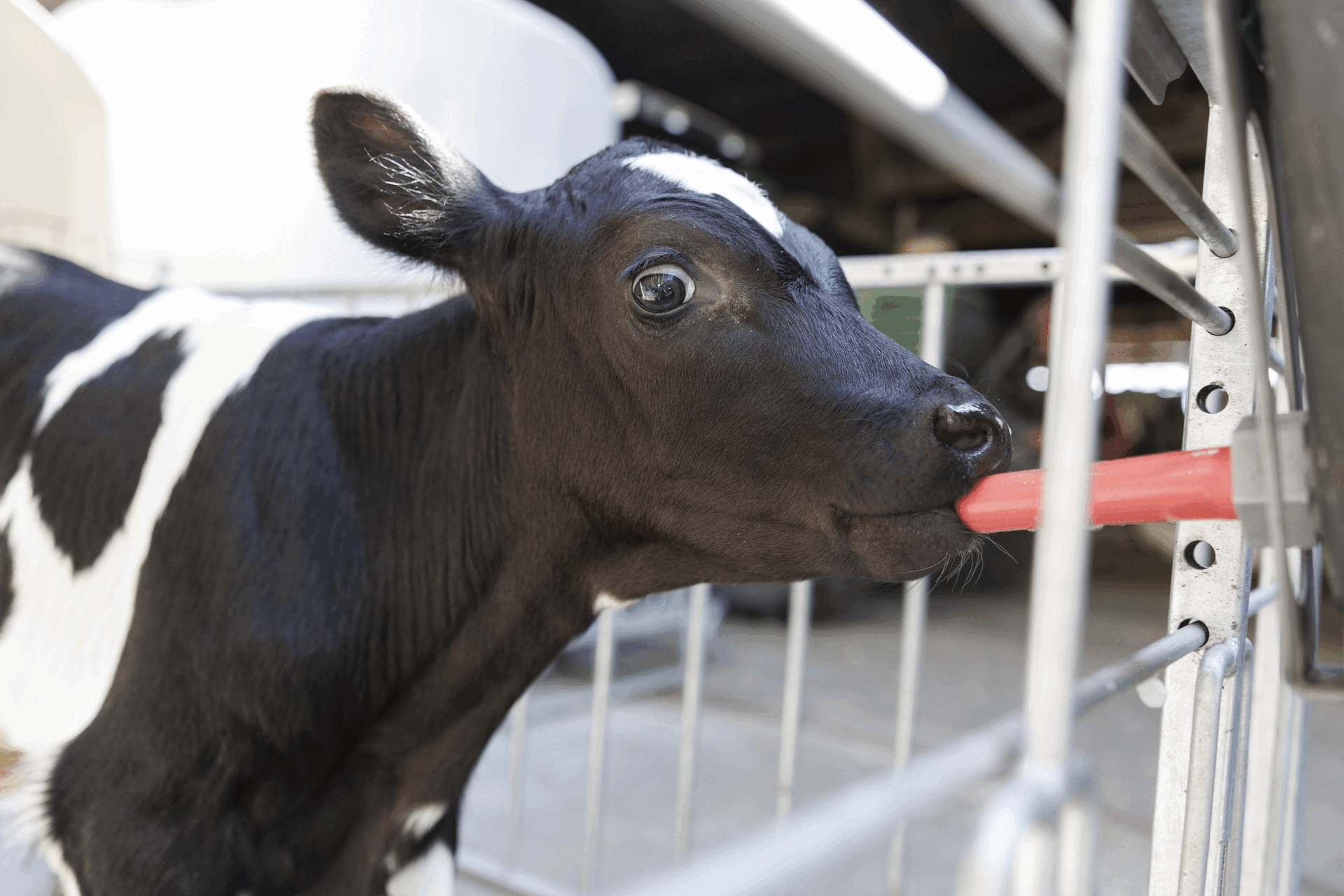 Von-nuckelnden-K-hen-bis-zur-brennenden-Bank-Diese-Bilder-haben-uns-2025-bewegt