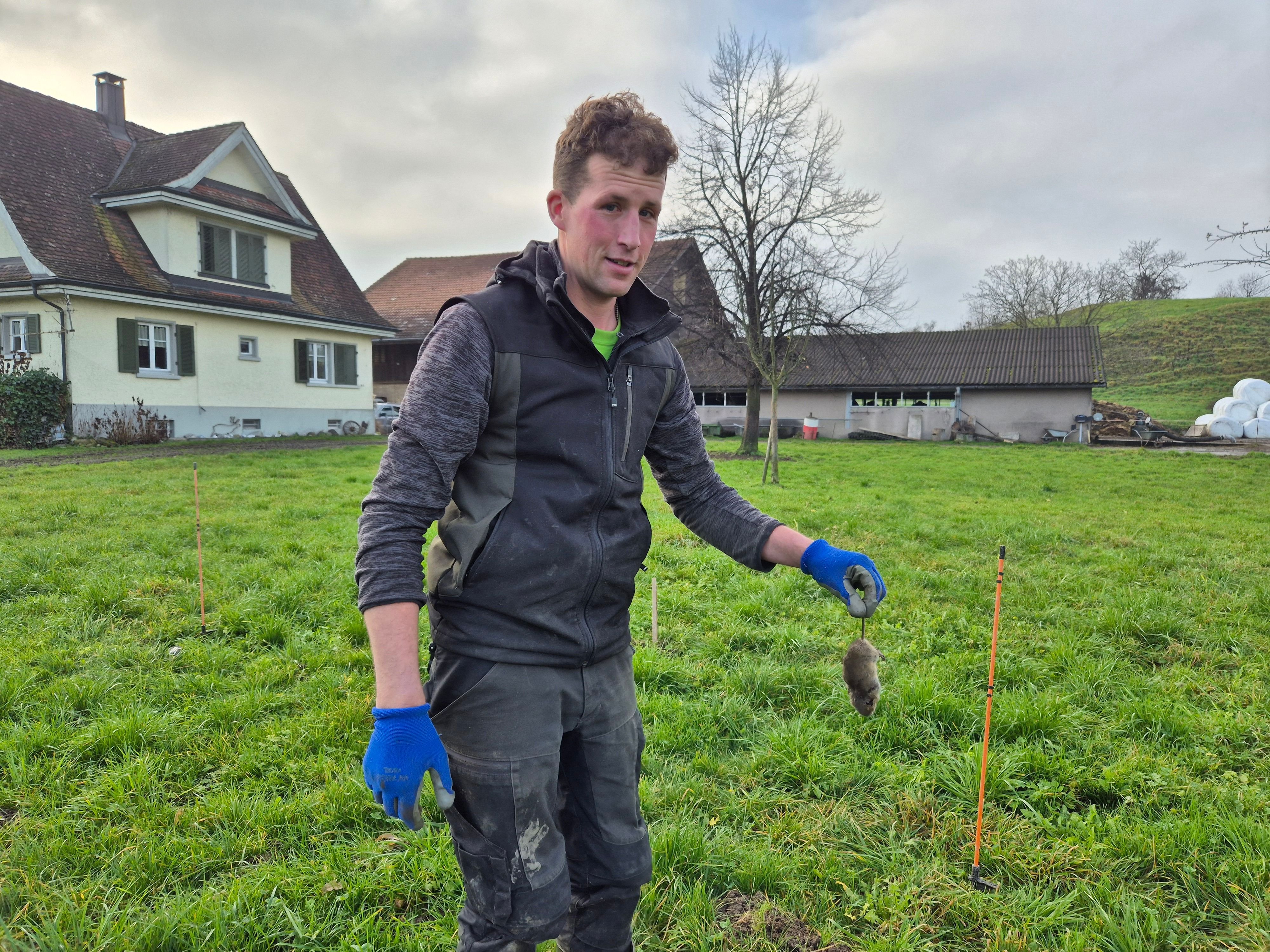 1-Franken-pro-Mausschwanz-T-bacher-Mauspr-mie-st-sst-auf-Desinteresse-obwohl-der-Winter-die-beste-Zeit-zum-Mausen-ist