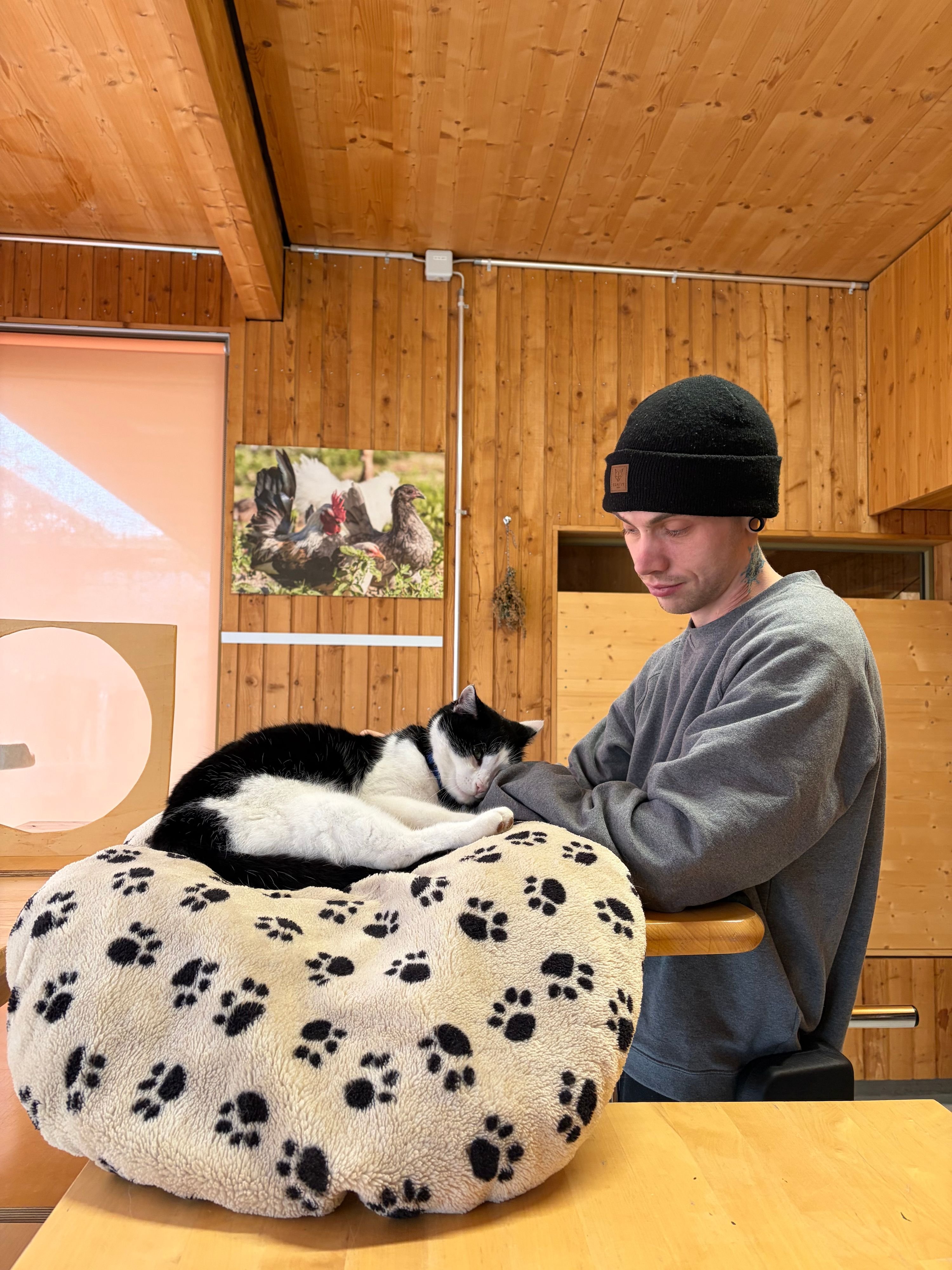 Therapiekatzen-Die-untersch-tzte-Kraft-des-Schnurrens