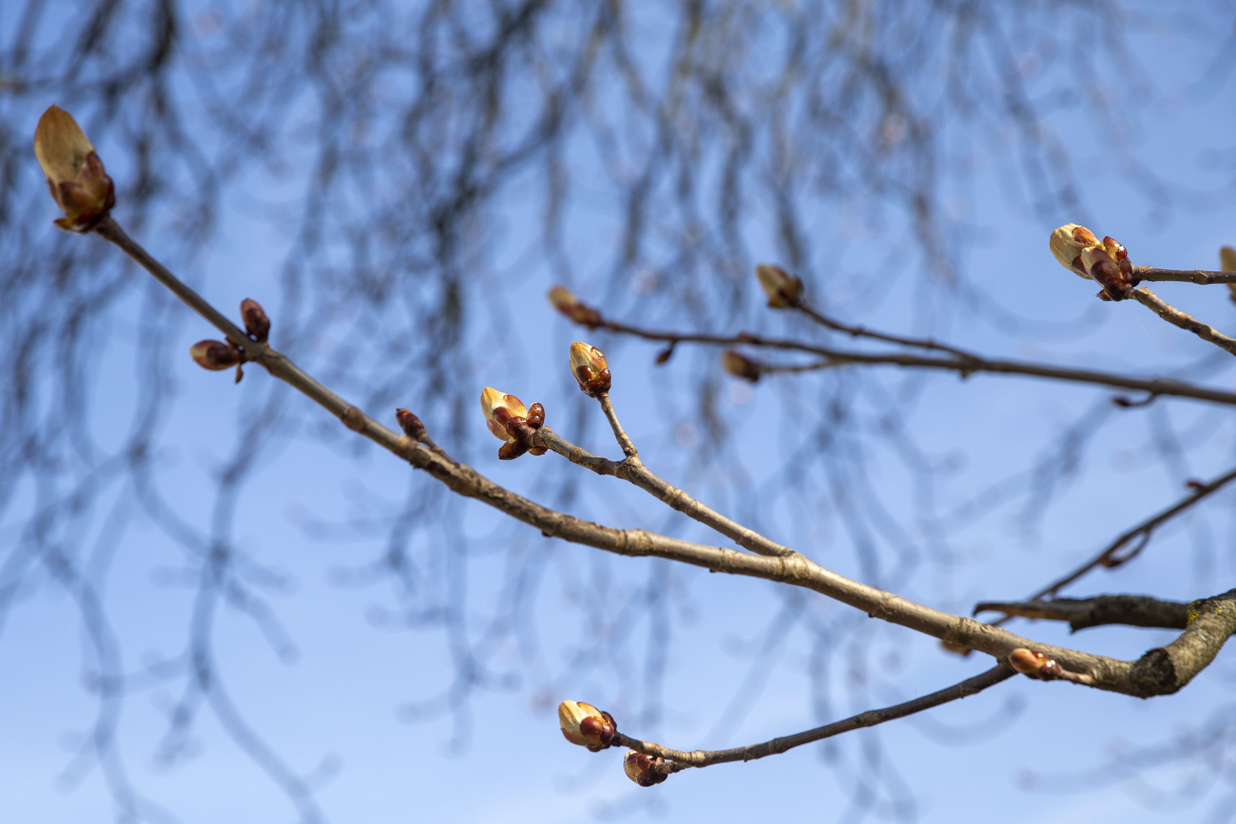 Wegen-des-Klimawandels-treiben-die-B-ume-fr-her-aus-das-schadet-ihnen-mehr-als-es-n-tzt