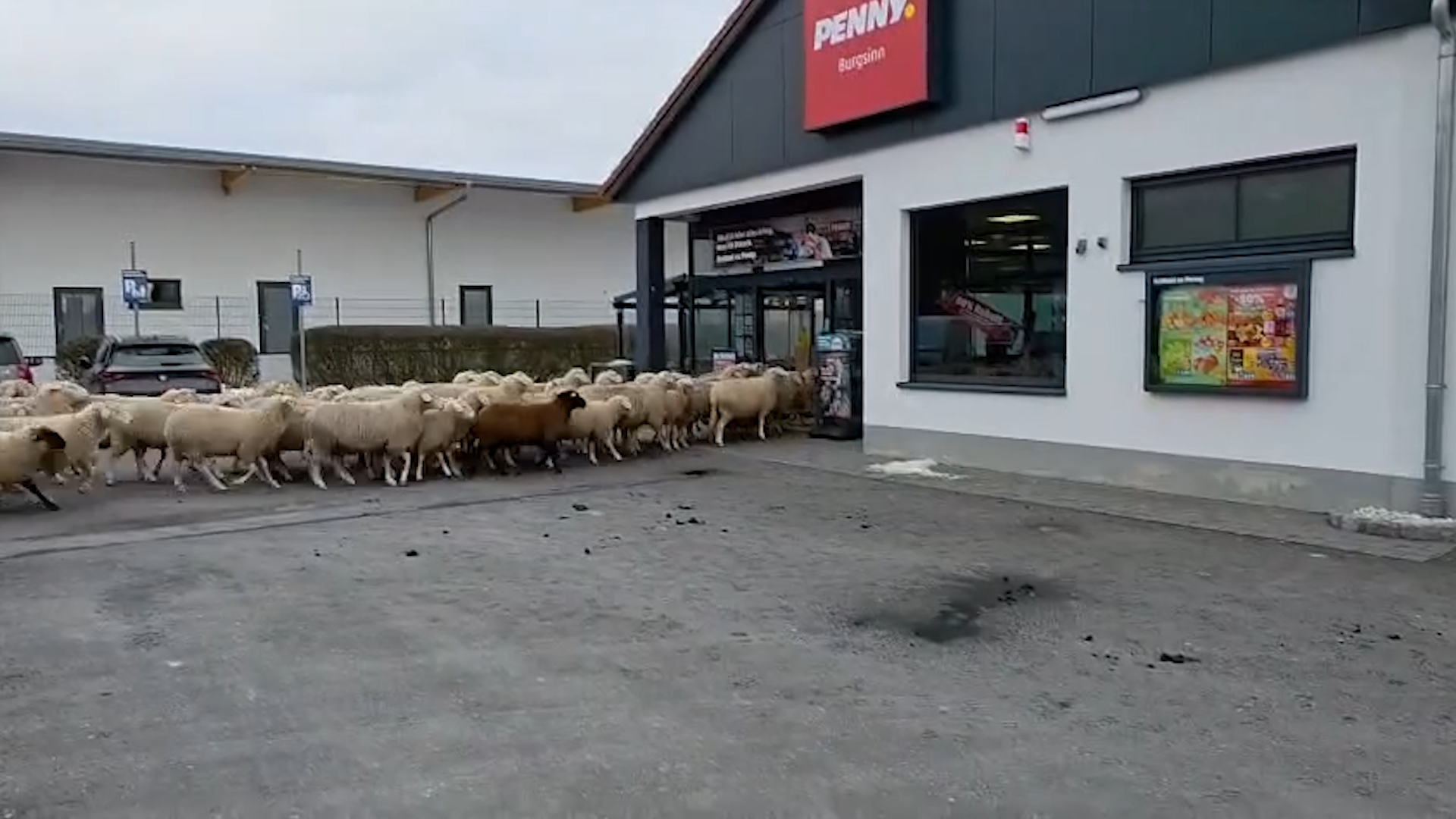 50-Schafe-st-rmen-deutschen-Supermarkt