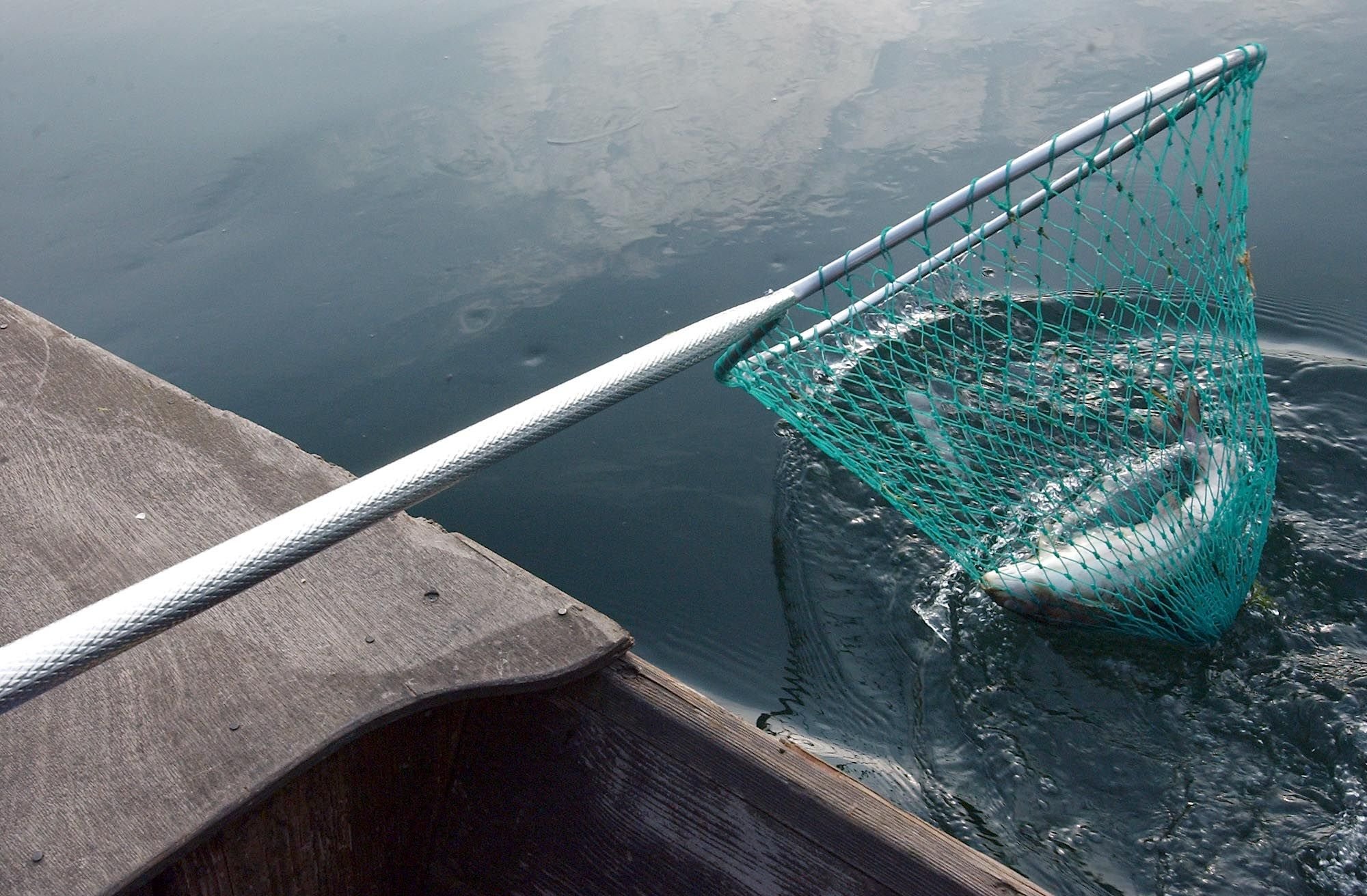 Kein-Blei-in-der-Fischerei-Basel-Stadt-b-sst-bald-Fischer-mit-Bleigewichten