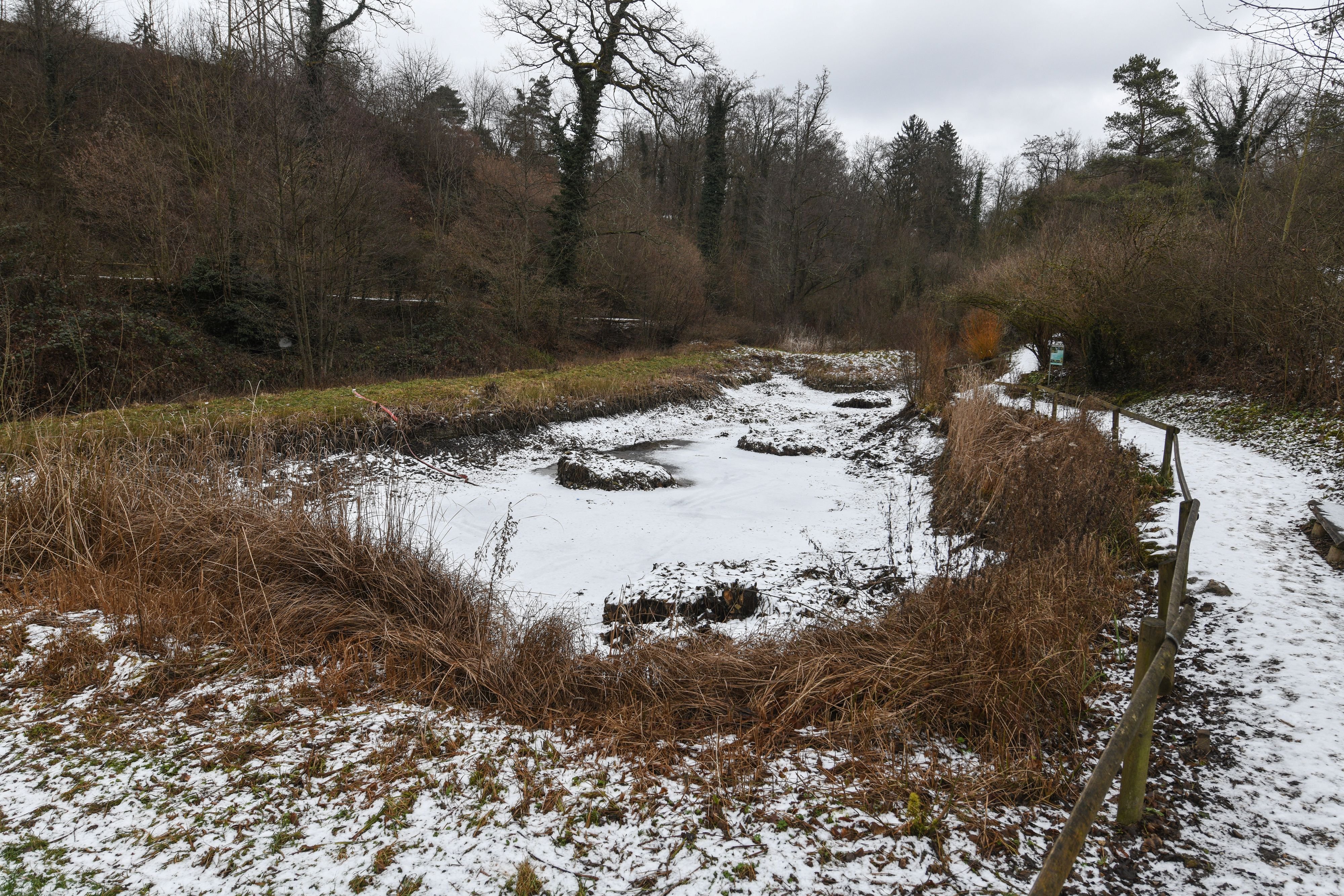 Wenn-das-Wasser-weicht-Wieso-der-grosse-Weiher-im-Allschwiler-Wald-trocken-liegt