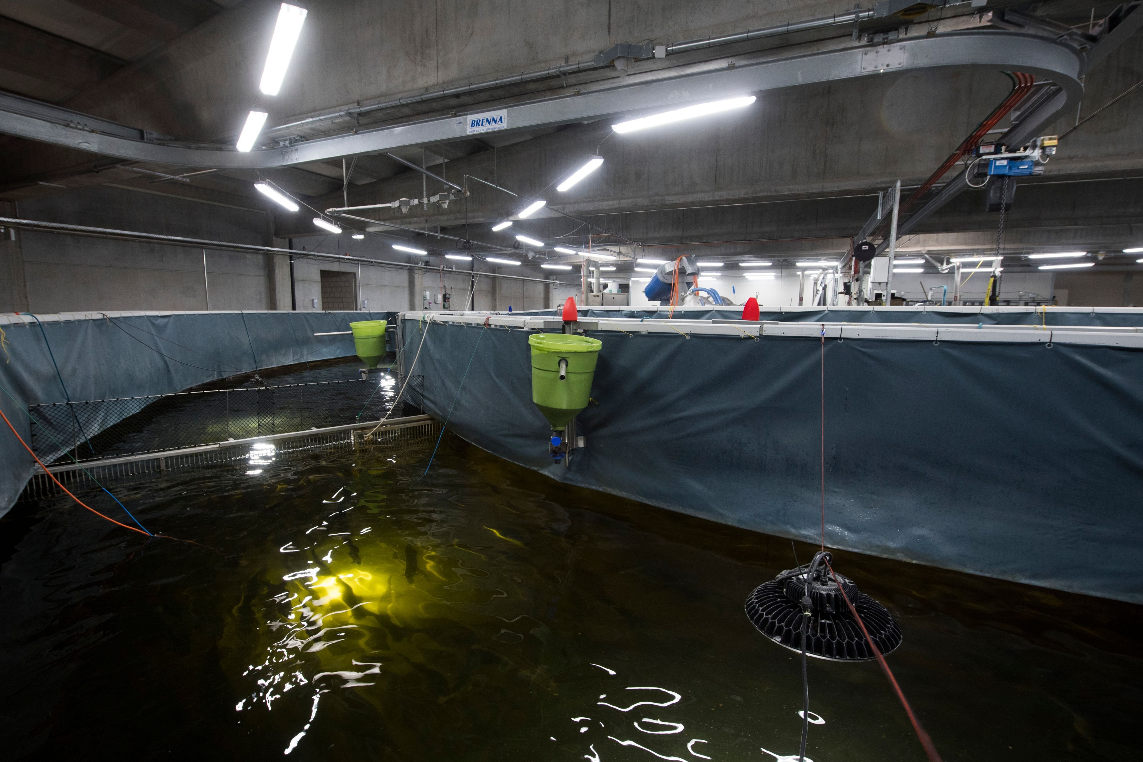 Tiersch-tzer-ben-Kritik-Widerstand-gegen-geplante-gr-sste-Lachsfarm-der-Schweiz-am-Walensee