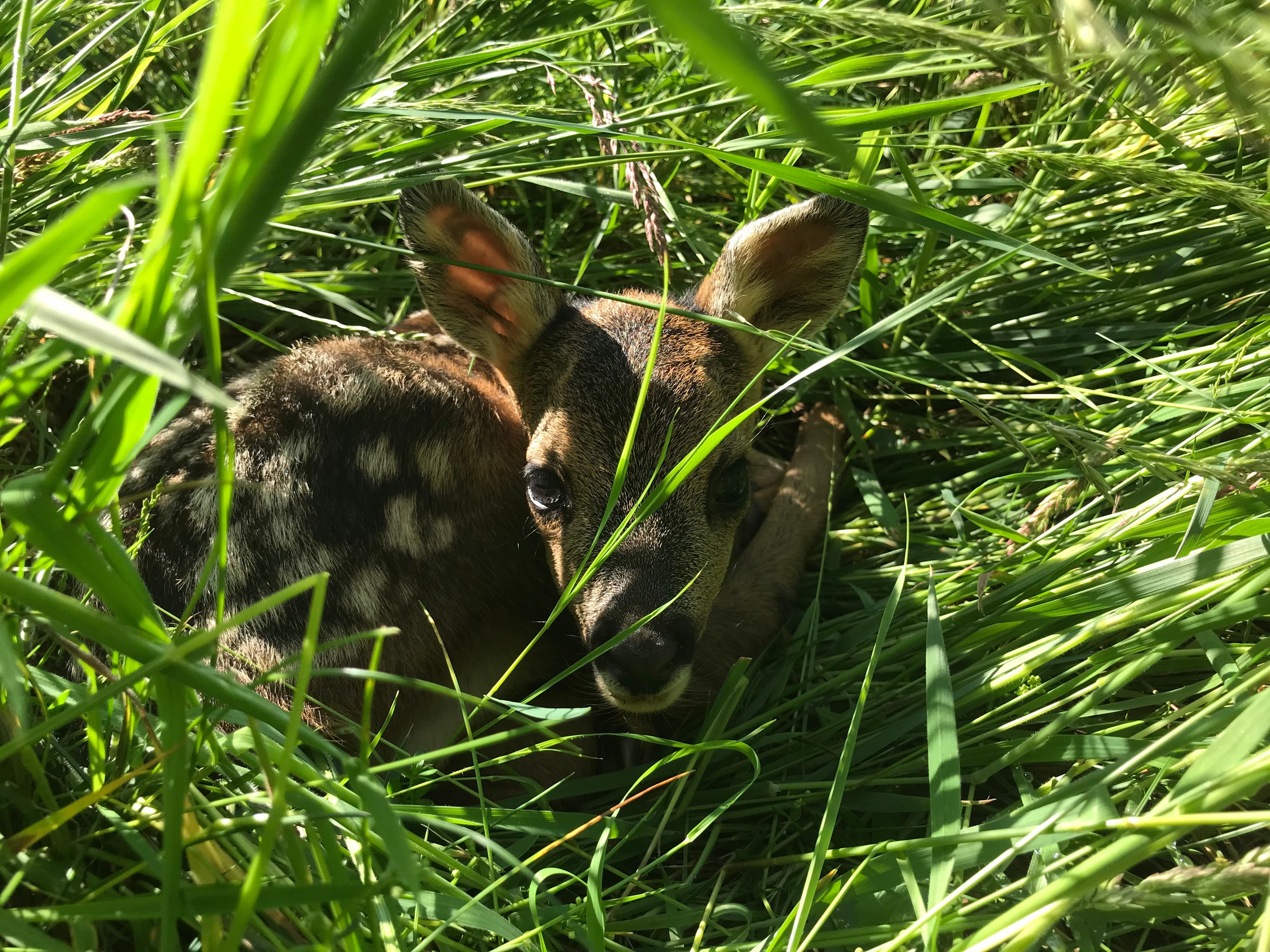Das-schweizweit-erste-Rehkitzsymposium-zeigte-wie-sehr-die-Rehkitzrettung-bewegt