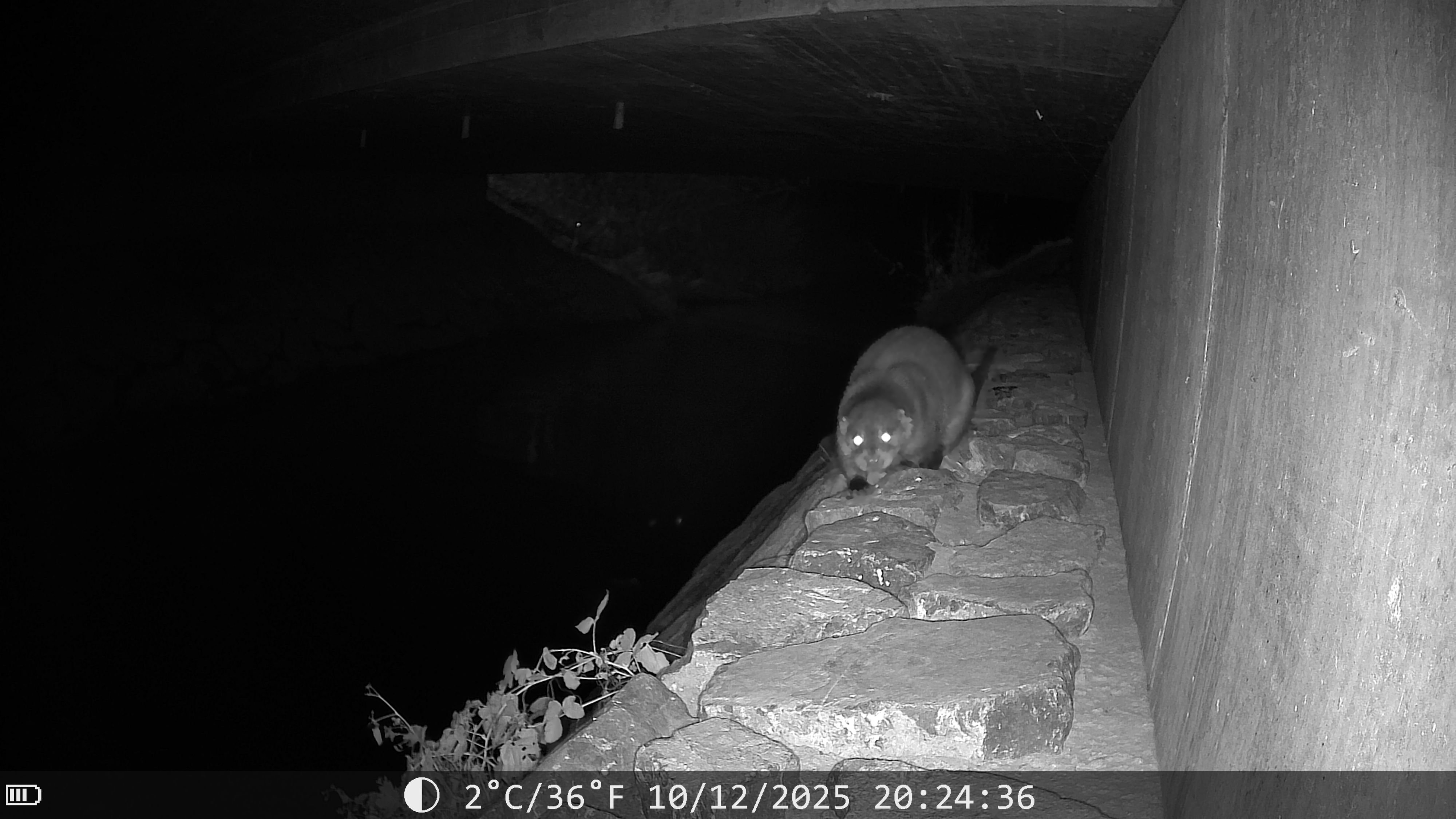 Fischotter-in-der-Linthebene-Die-R-ckkehr-der-einst-ausgestorbenen-Art-schreitet-z-gig-voran