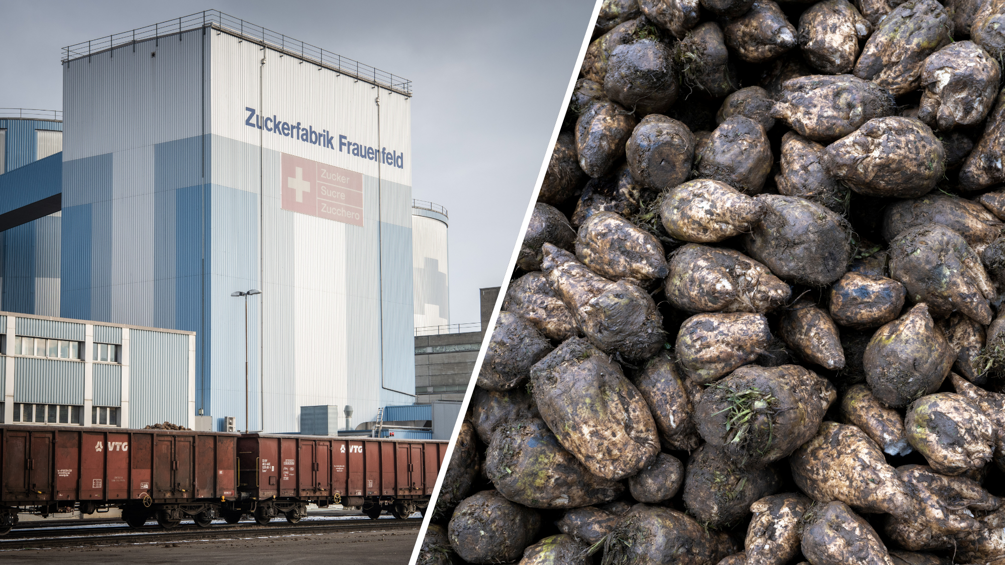 -Sitzen-alle-im-gleichen-Boot-Nach-dem-Stillstand-sichert-die-Zuckerfabrik-Frauenfeld-den-Bauern-die-Abnahme-zu-und-so-sind-die-Entsch-digungen-geregelt